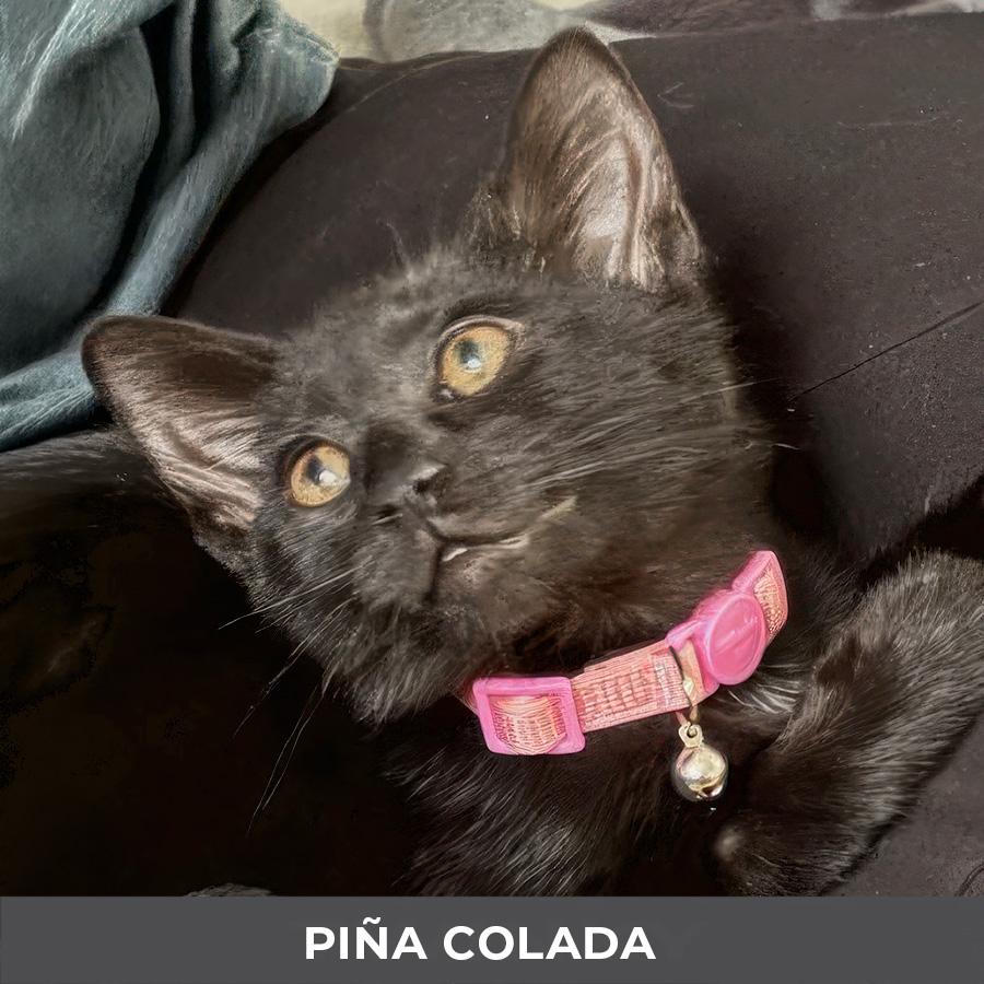 Enlarge Pina Colada, a Adoptable Domestic Short Hair in Etobicoke, ON image 2/4