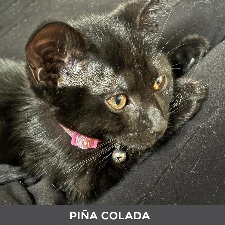 Enlarge Pina Colada, a Adoptable Domestic Short Hair in Etobicoke, ON image 3/4