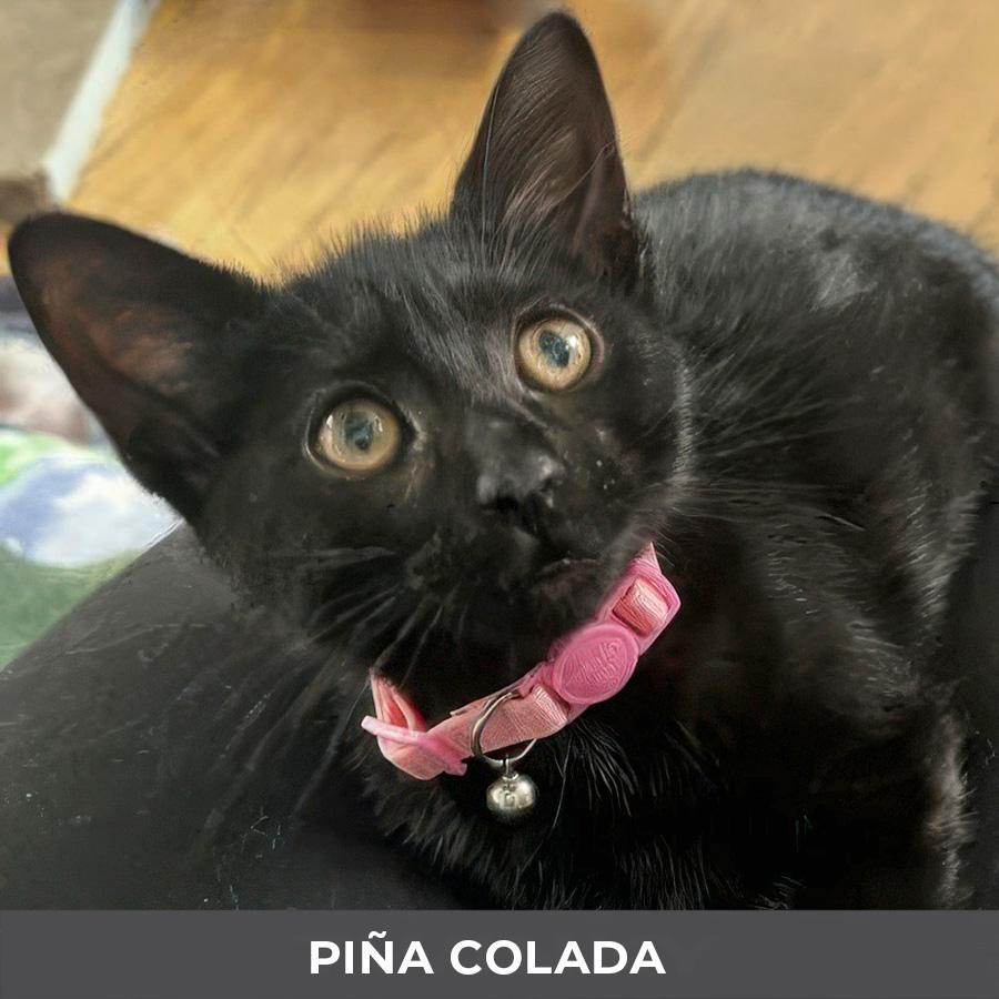 Pina Colada, Adoptable, Kitten Female Domestic Short Hair.