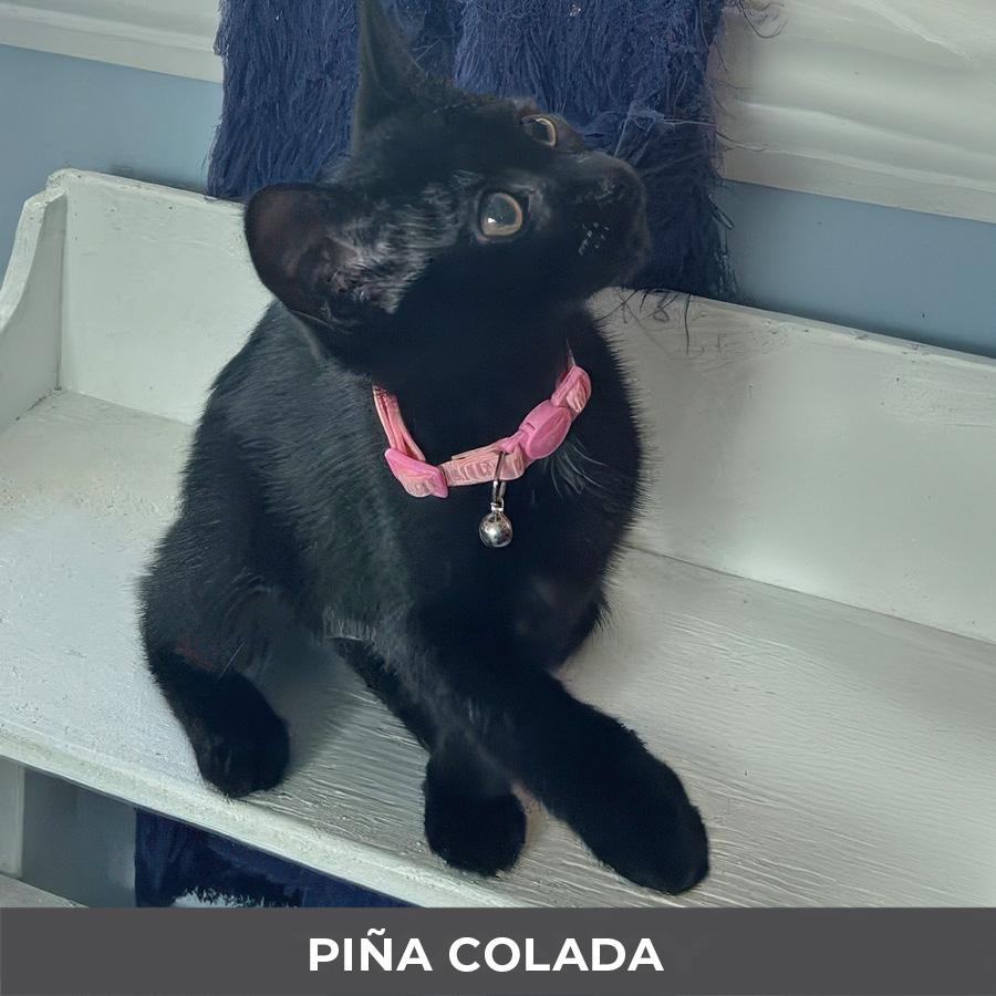 Enlarge Pina Colada, a Adoptable Domestic Short Hair in Etobicoke, ON image 4/4