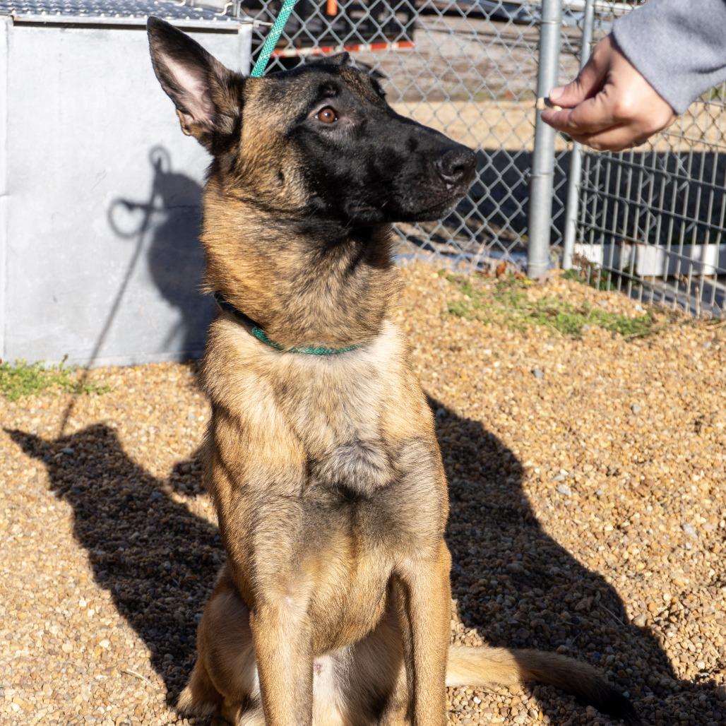 Ty, Adoptable, Young Male Belgian Shepherd / Malinois.
