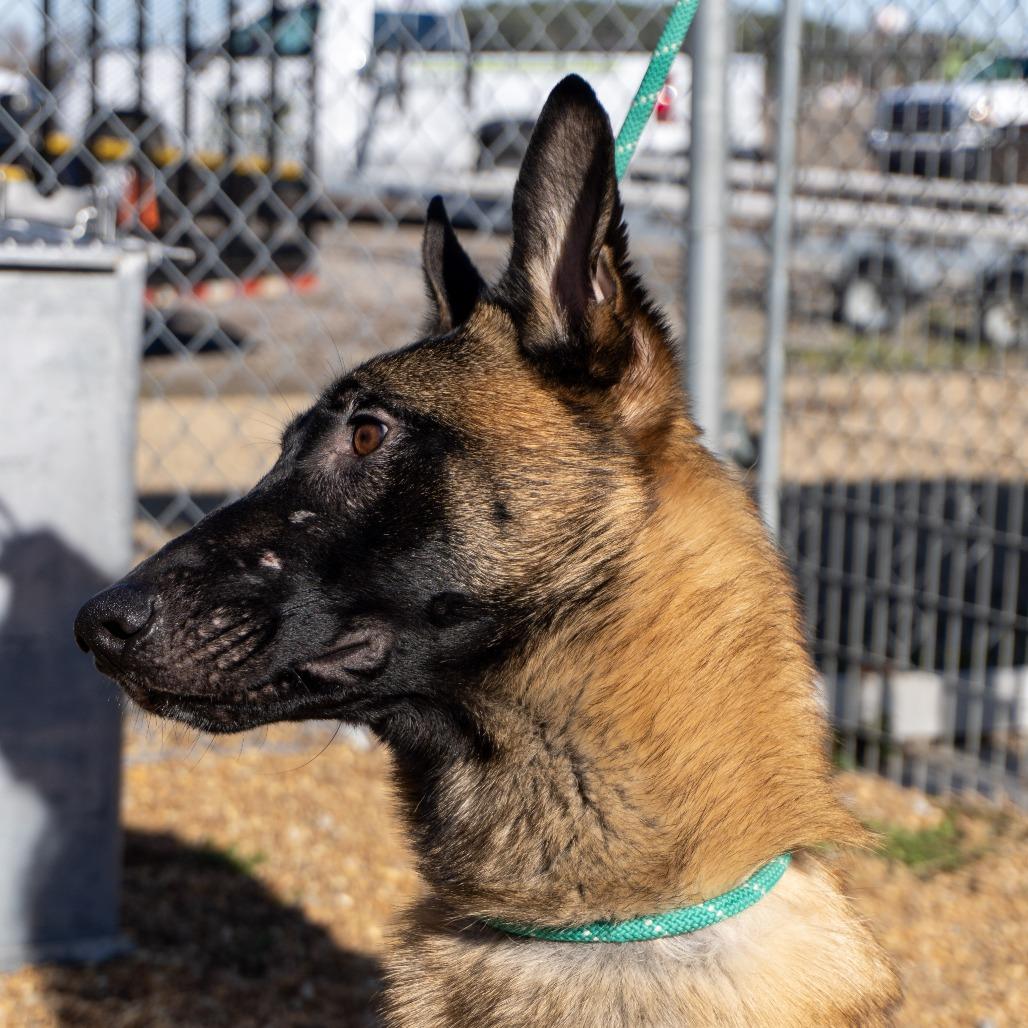 Enlarge Ty, a Adoptable Belgian Shepherd / Malinois in Elizabeth City, NC image 2/6