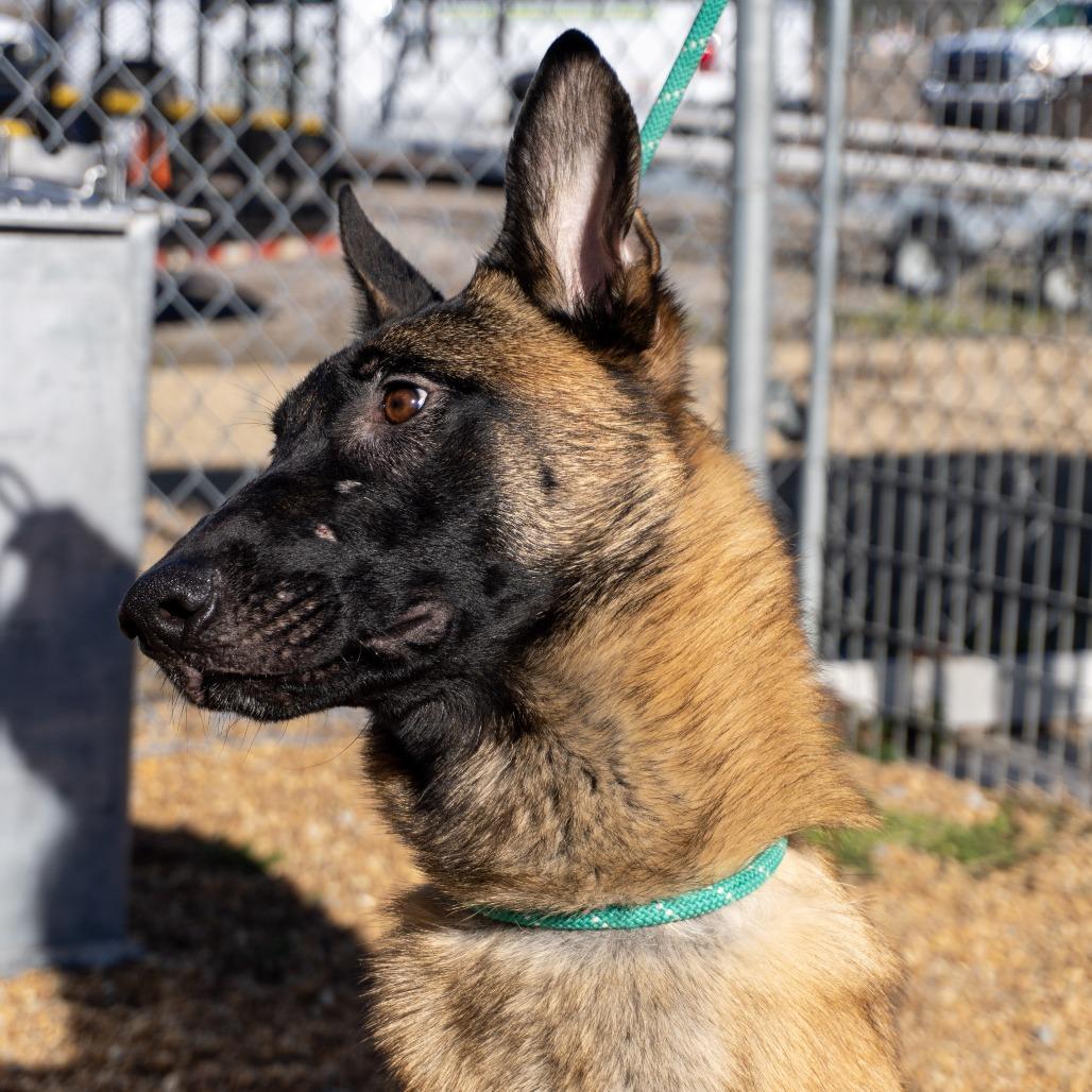 Enlarge Ty, a Adoptable Belgian Shepherd / Malinois in Elizabeth City, NC image 3/6