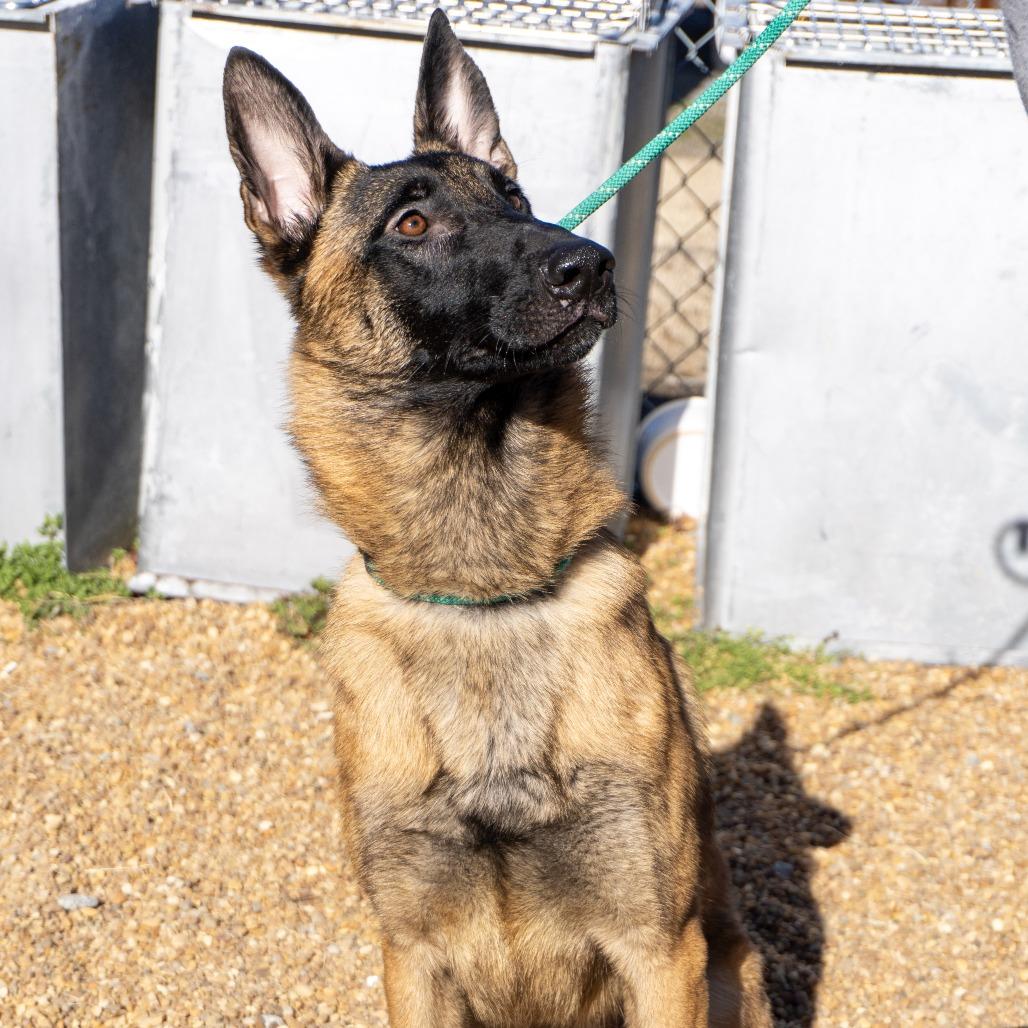 Enlarge Ty, a Adoptable Belgian Shepherd / Malinois in Elizabeth City, NC image 4/6