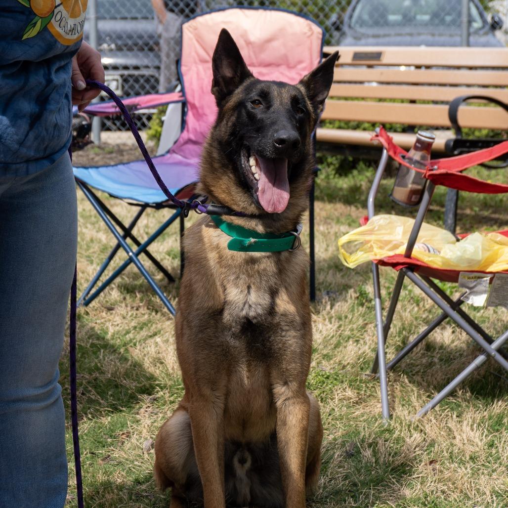 Enlarge Ty, a Adoptable Belgian Shepherd / Malinois in Elizabeth City, NC image 5/6