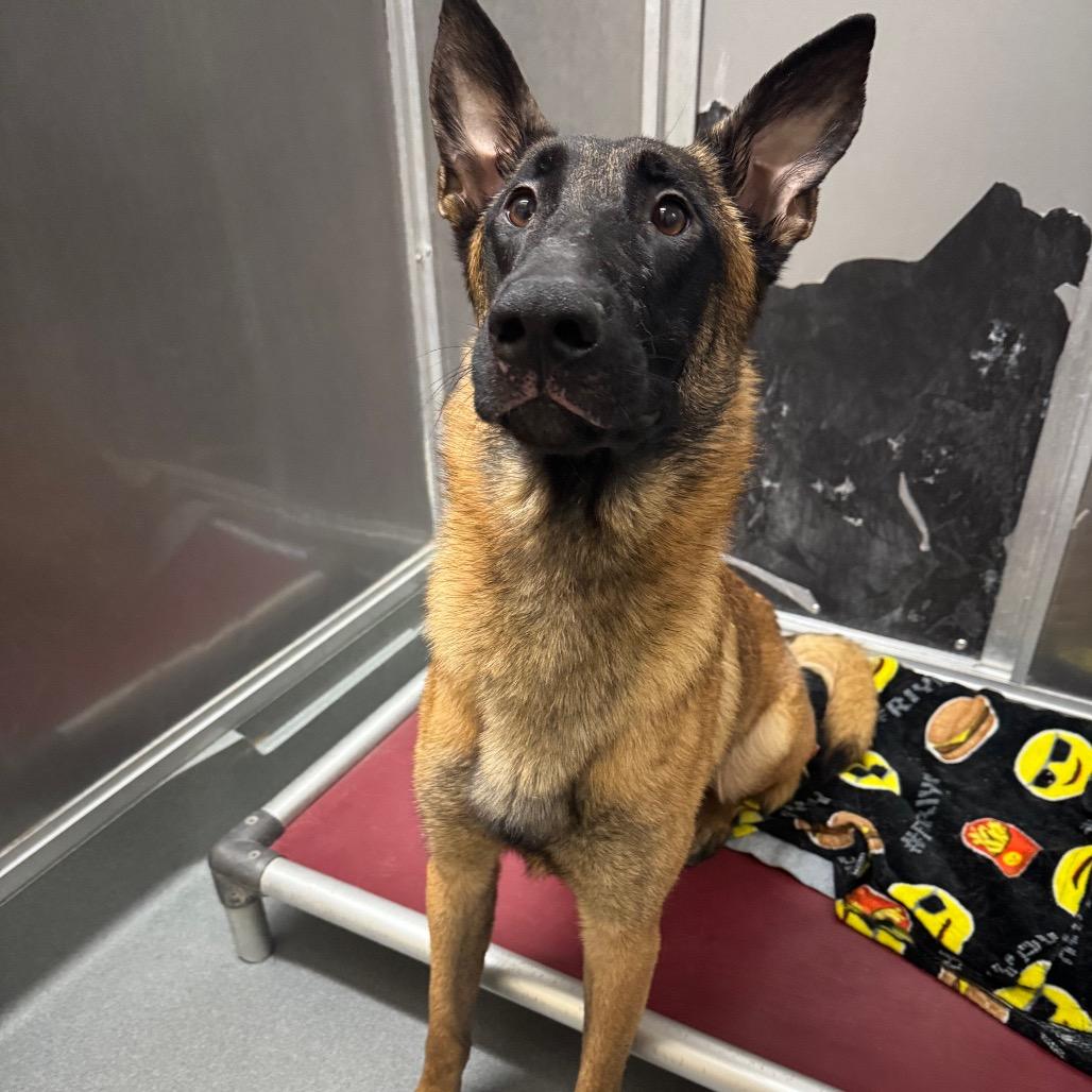 Enlarge Ty, a Adoptable Belgian Shepherd / Malinois in Elizabeth City, NC image 6/6