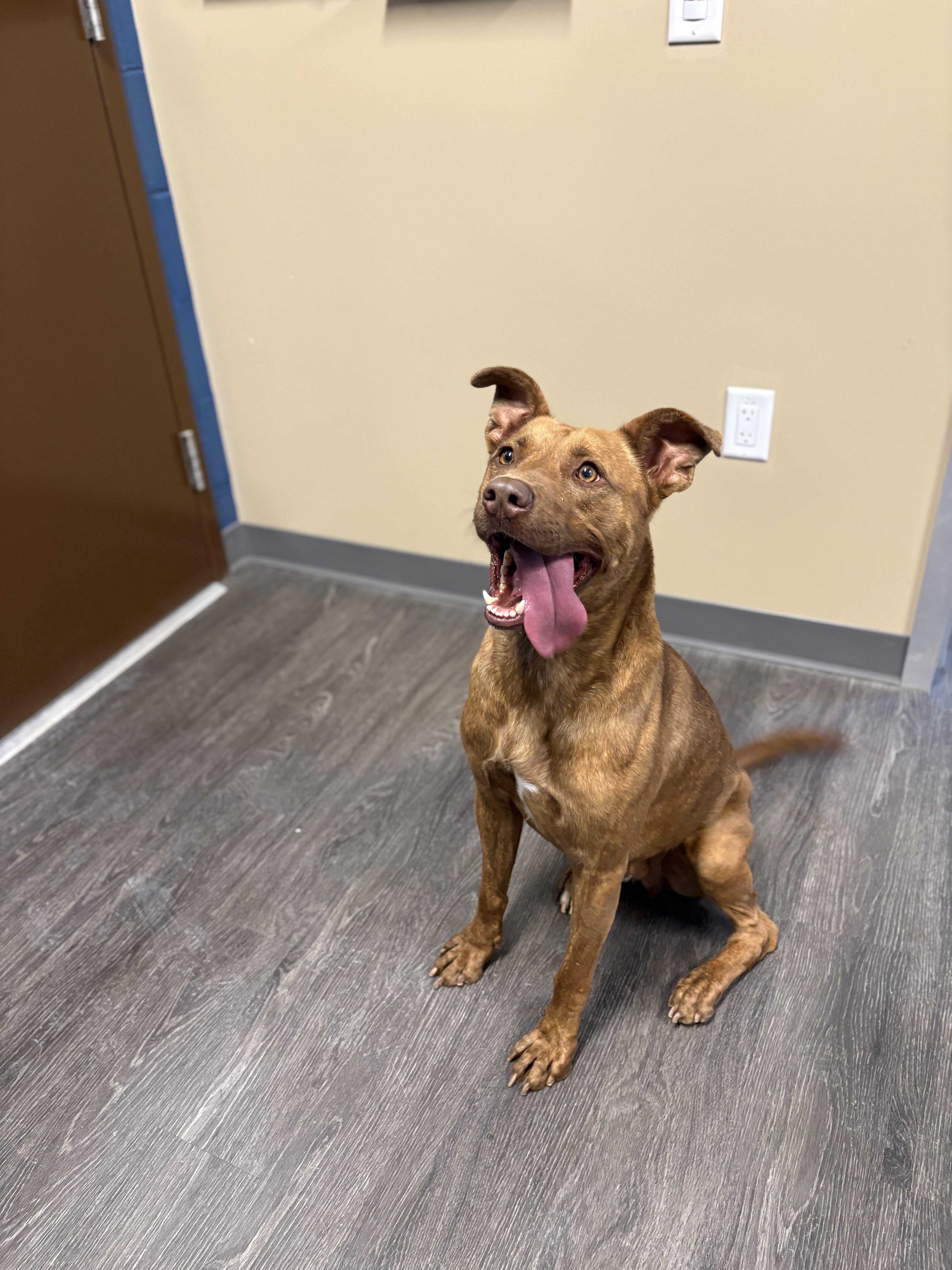 Enlarge Jackson, a Adoptable mixed breed in Webster, TX image 1/3