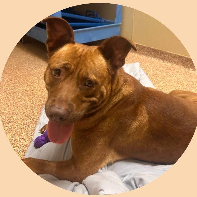 Enlarge Jackson, a Adoptable mixed breed in Webster, TX image 2/3