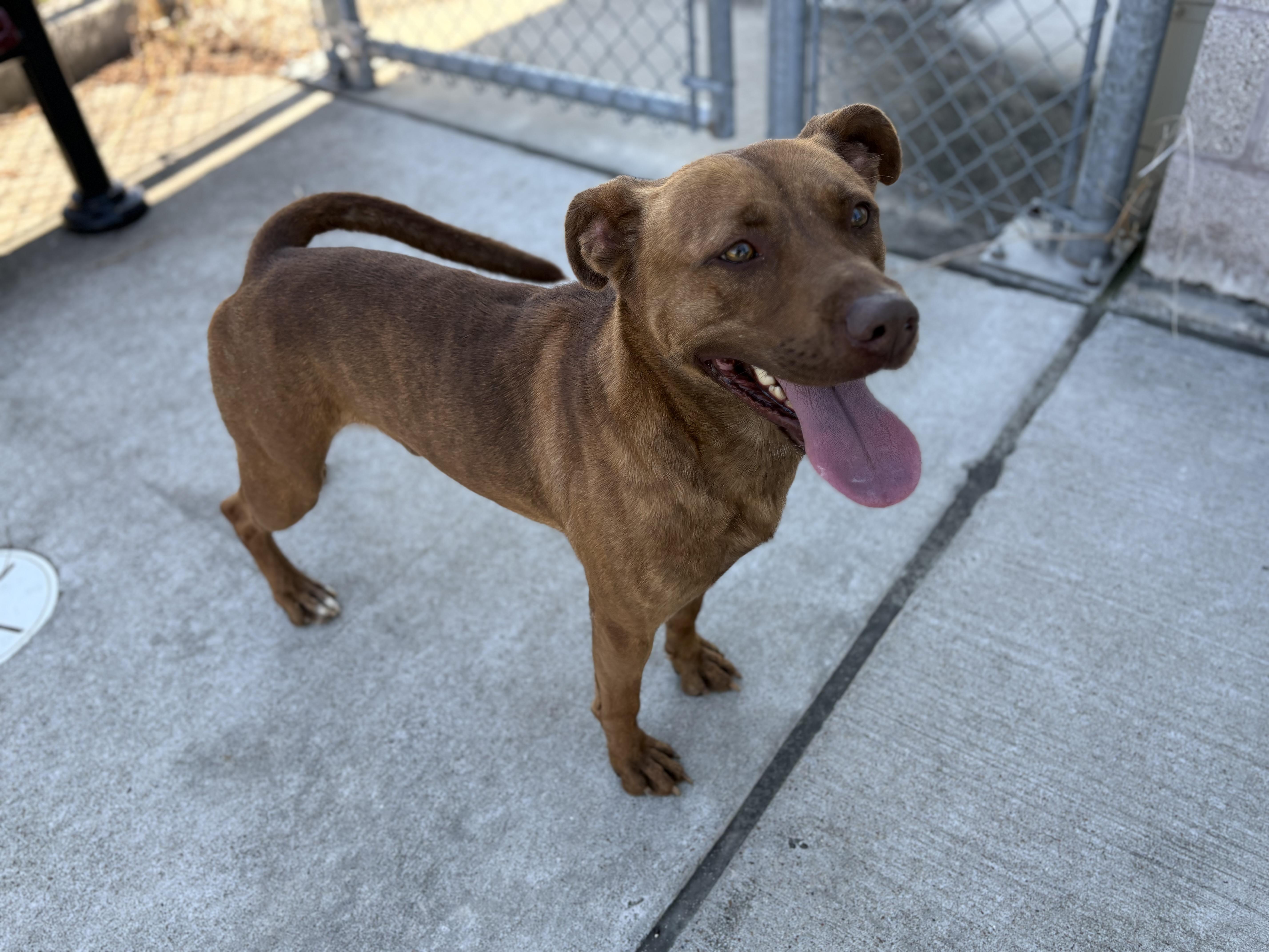 Enlarge Jackson, a Adoptable mixed breed in Webster, TX image 3/3