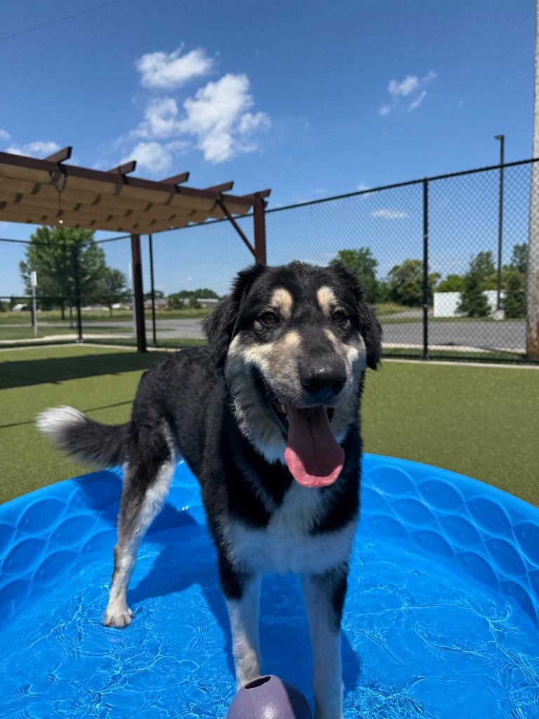 Enlarge Misha, a Adoptable mixed breed in North Syracuse, NY image 1/6