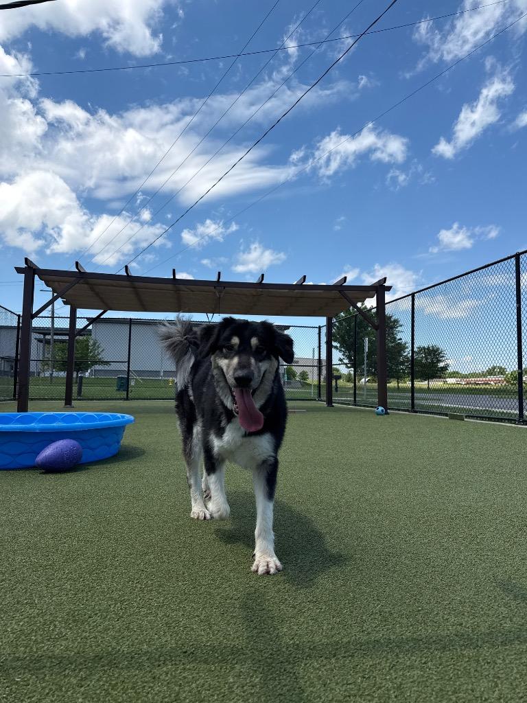Enlarge Misha, a Adoptable mixed breed in North Syracuse, NY image 2/6