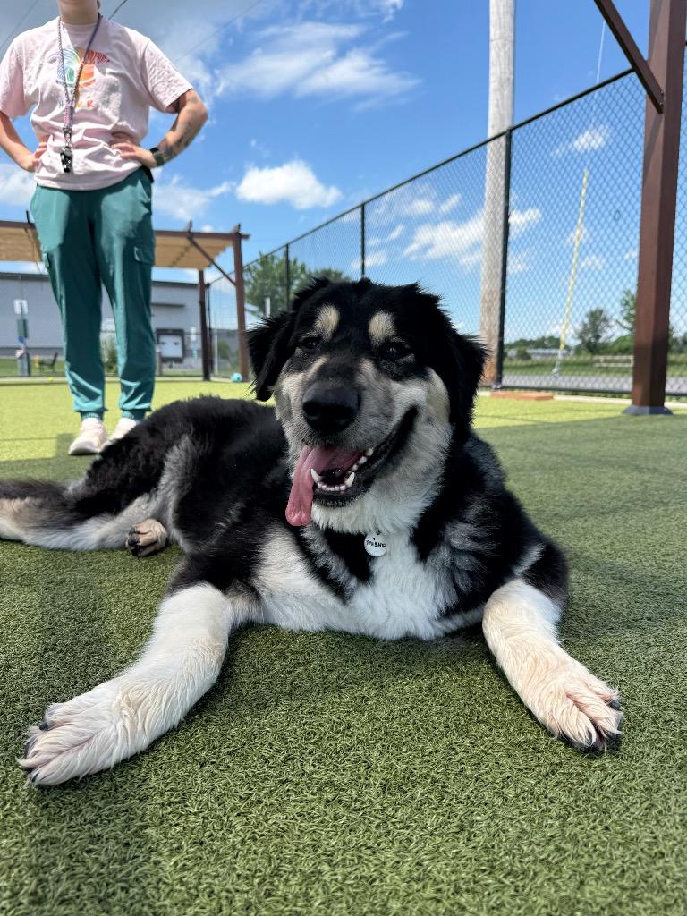 Enlarge Misha, a Adoptable mixed breed in North Syracuse, NY image 3/6