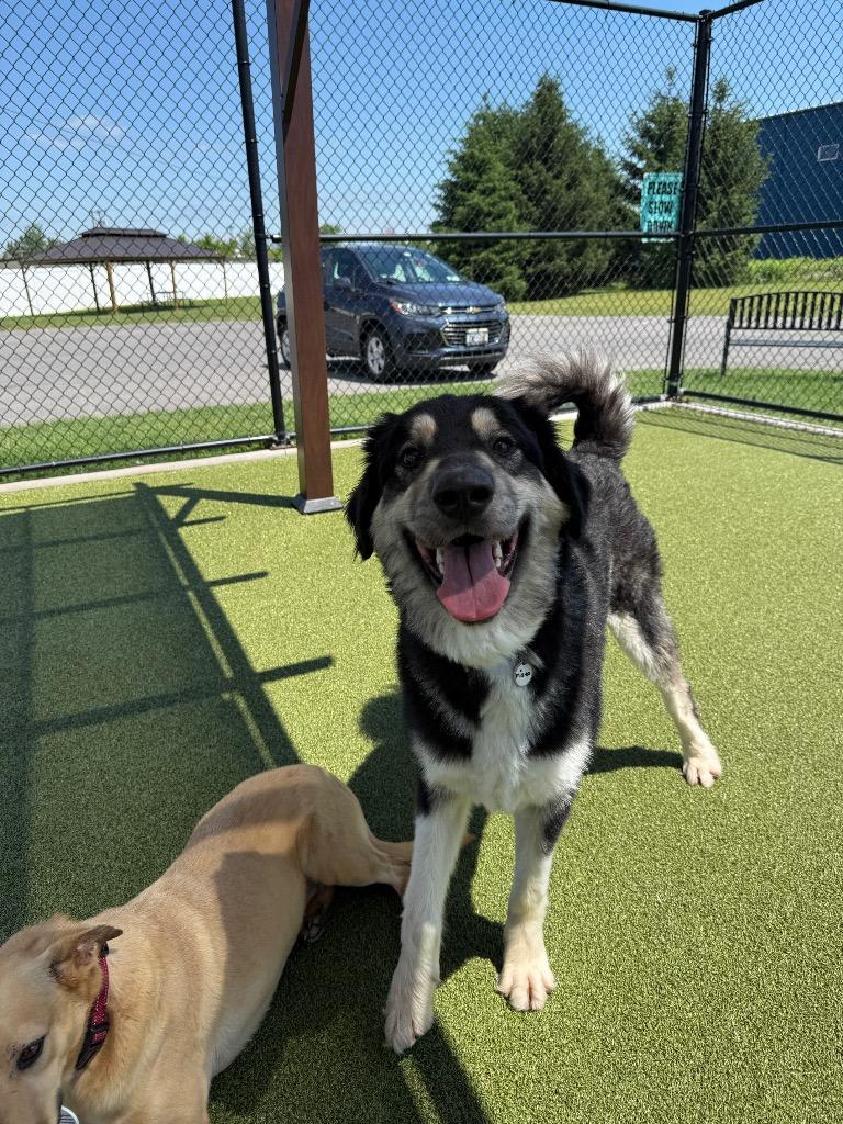 Enlarge Misha, a Adoptable mixed breed in North Syracuse, NY image 5/6