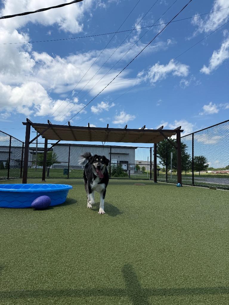 Enlarge Misha, a Adoptable mixed breed in North Syracuse, NY image 6/6