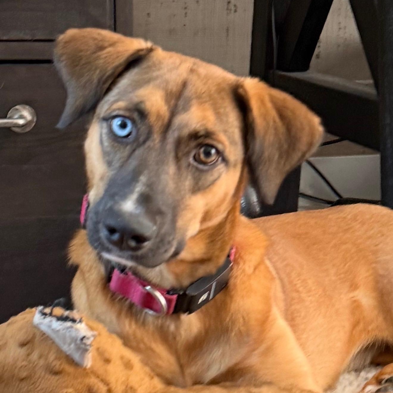 Paisley, Adoptable, Young Female Husky.