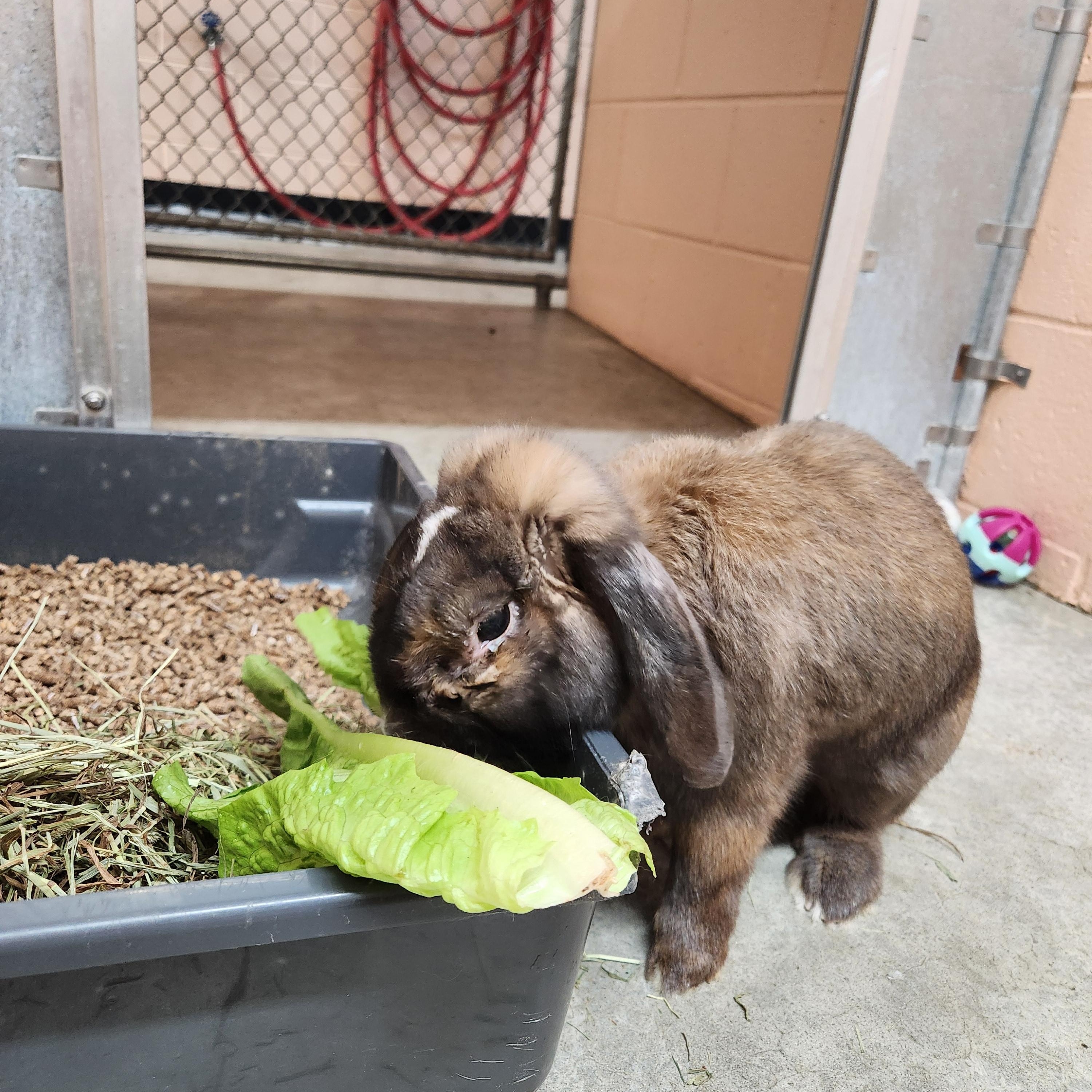 Enlarge Bud, a Adoptable English Lop in Warwick, RI image 5/5