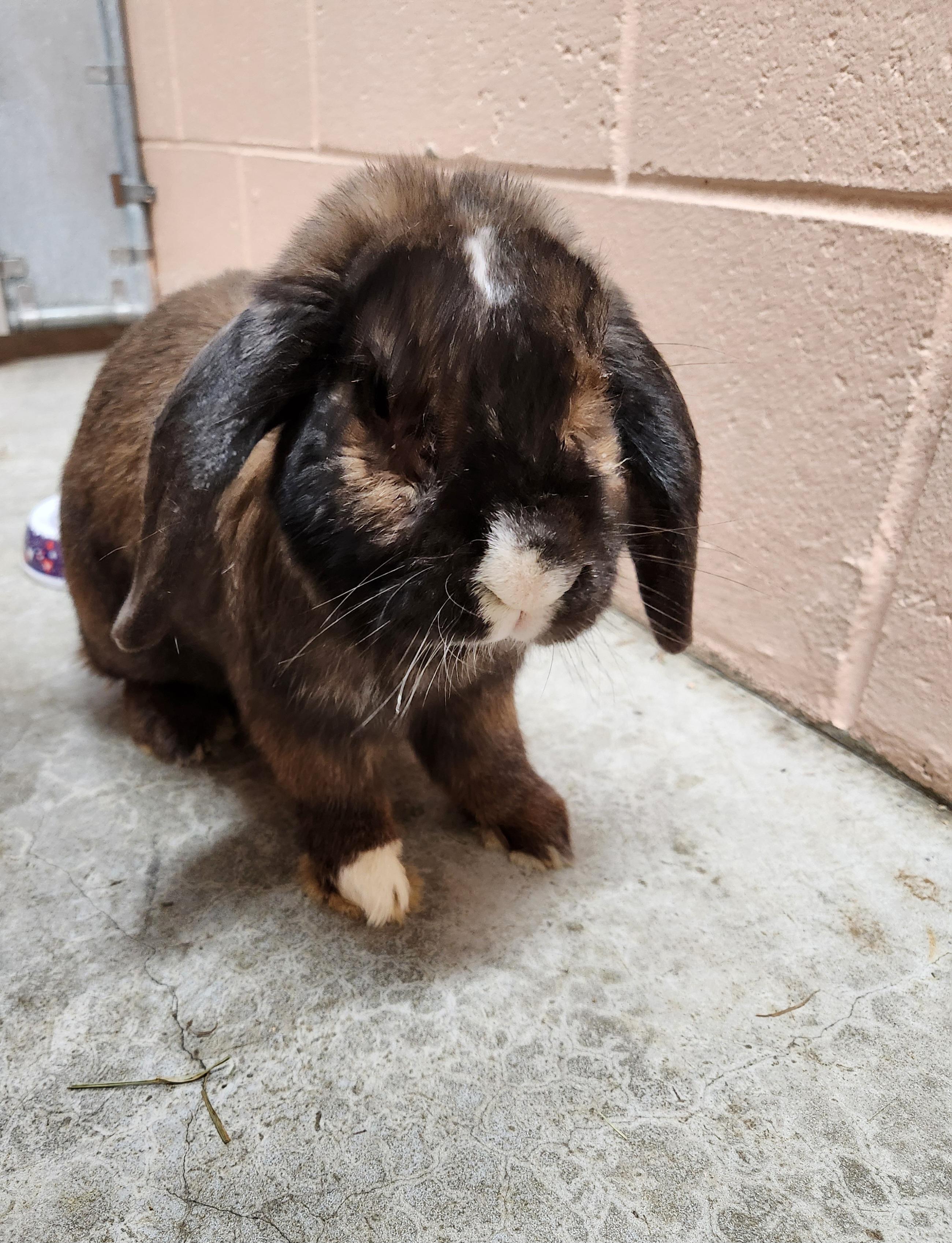 Bud, Adoptable, Adult Male English Lop.