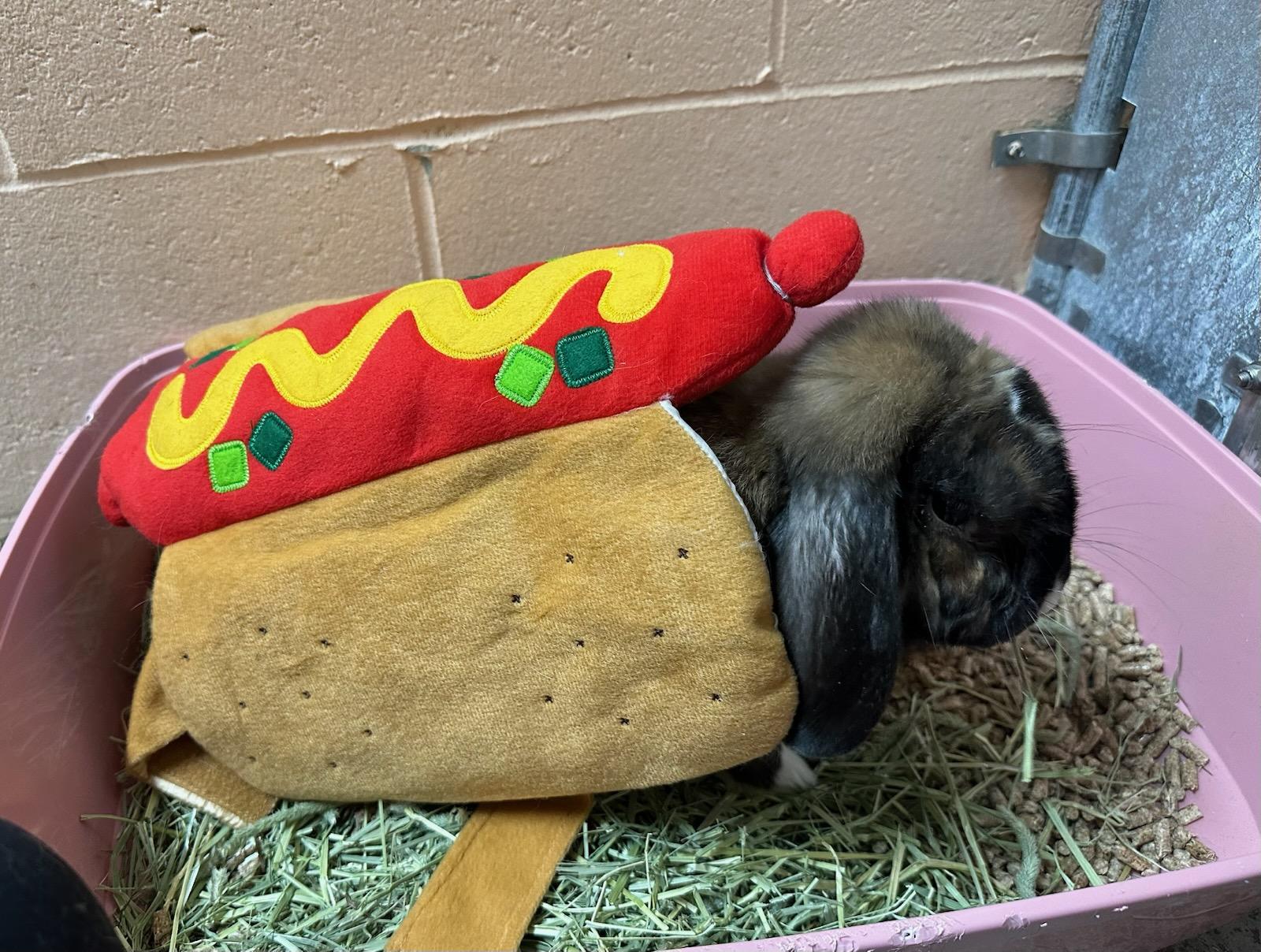 Enlarge Bud, a Adoptable English Lop in Warwick, RI image 2/5