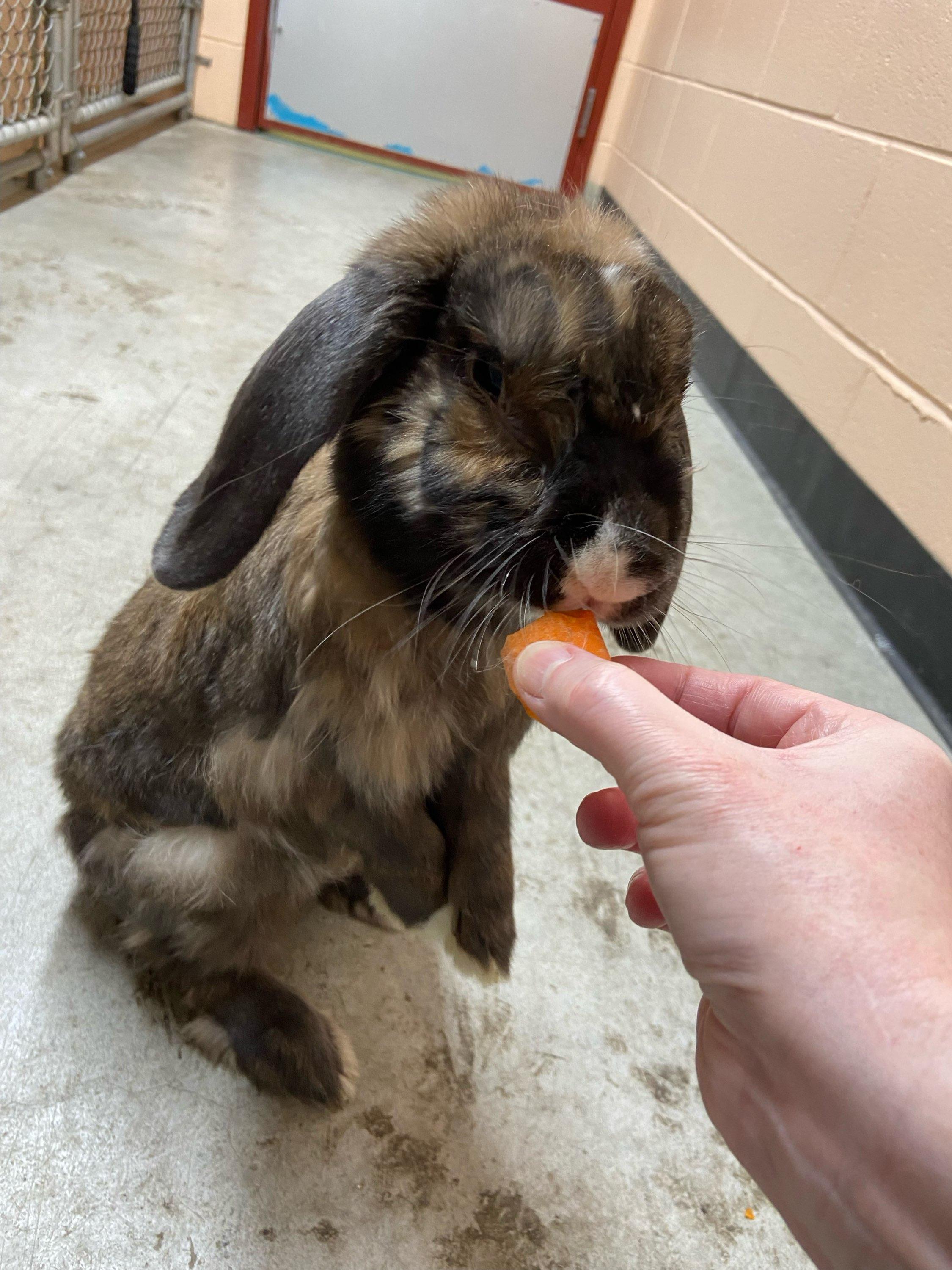 Enlarge Bud, a Adoptable English Lop in Warwick, RI image 3/5