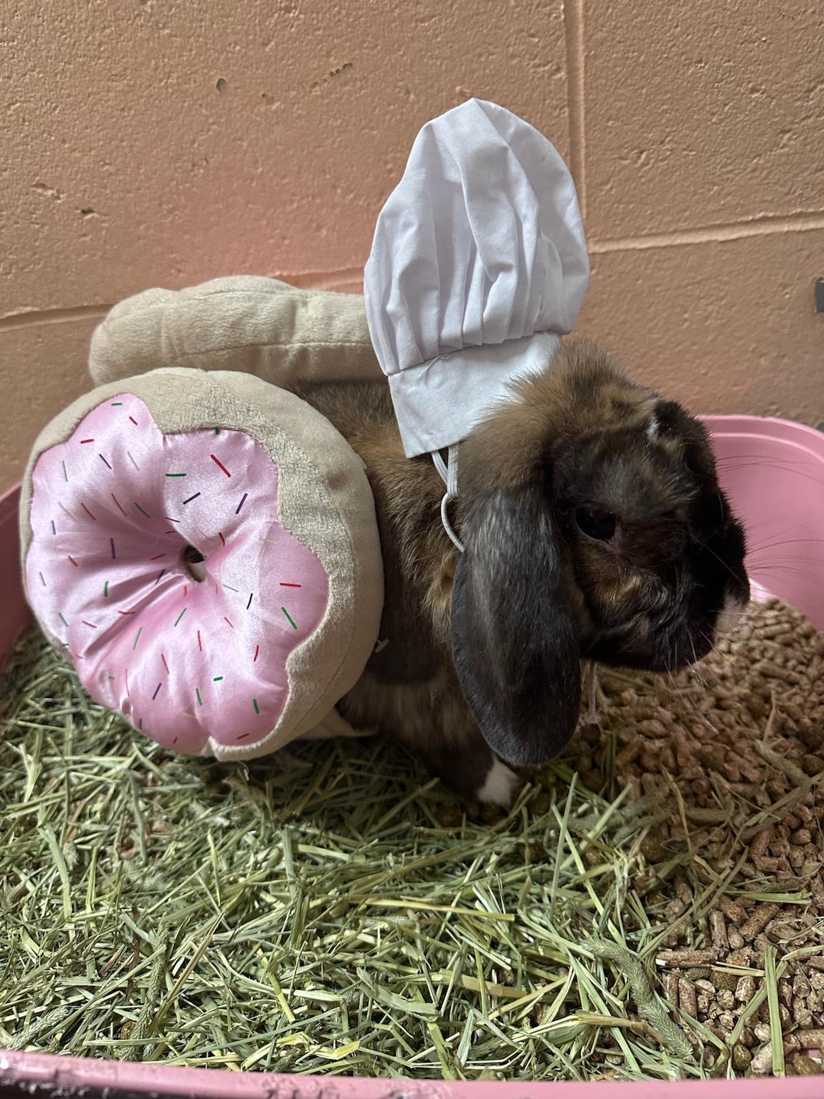 Enlarge Bud, a Adoptable English Lop in Warwick, RI image 4/5