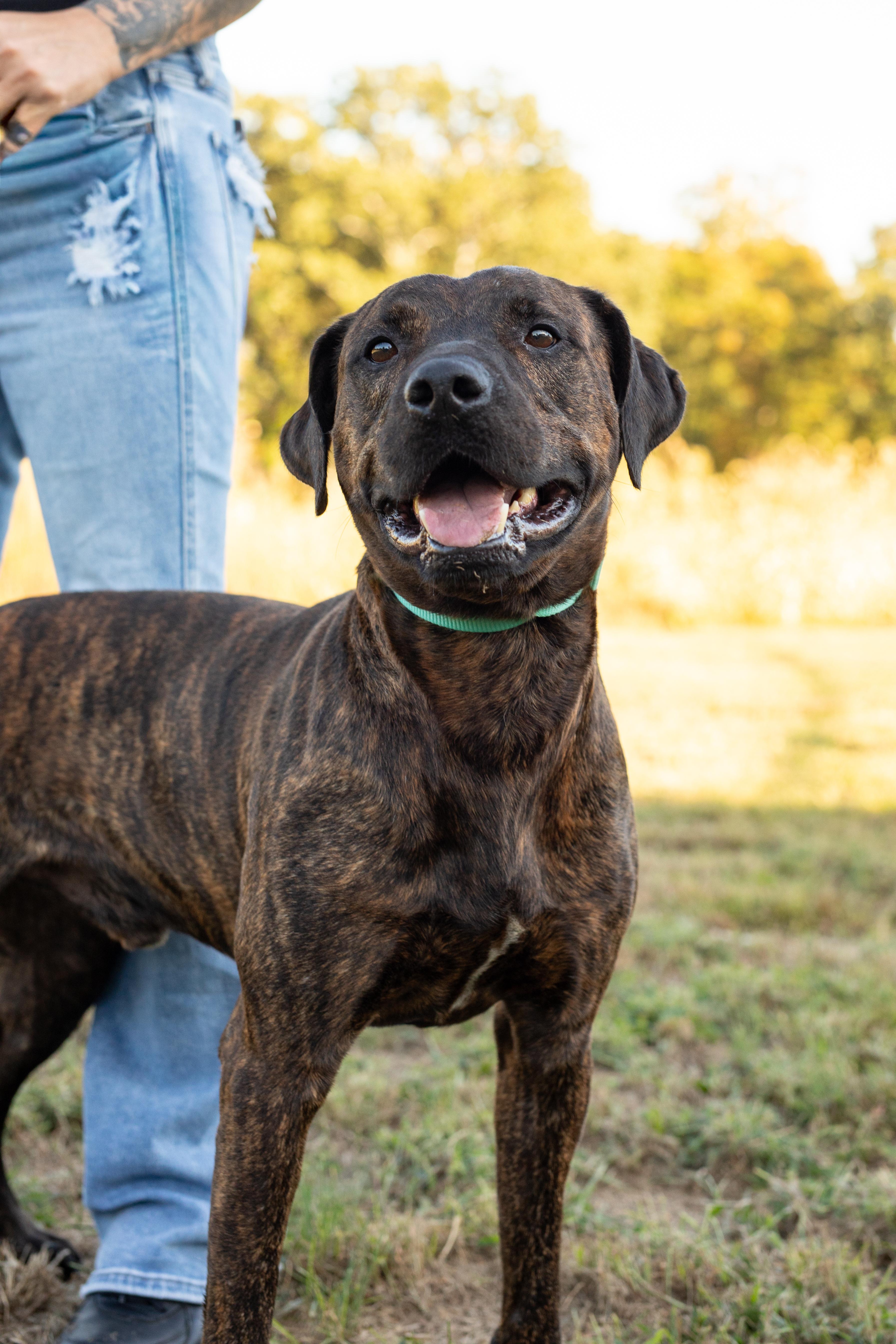 Arlo, Adoptable, Young Male Pit Bull Terrier.