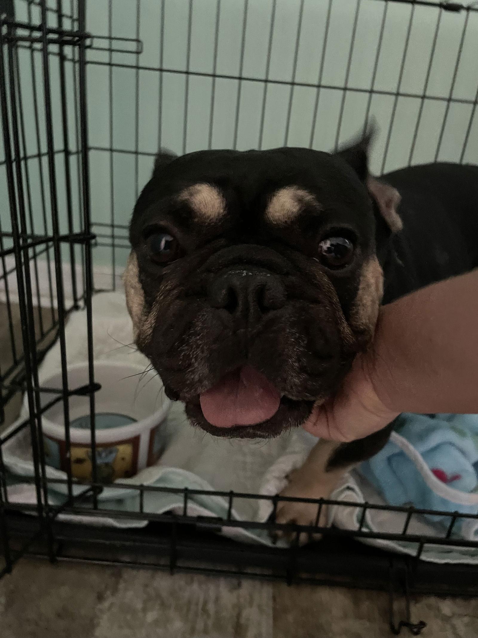 Clyde / Leon, Adopted, Adult Male French Bulldog.