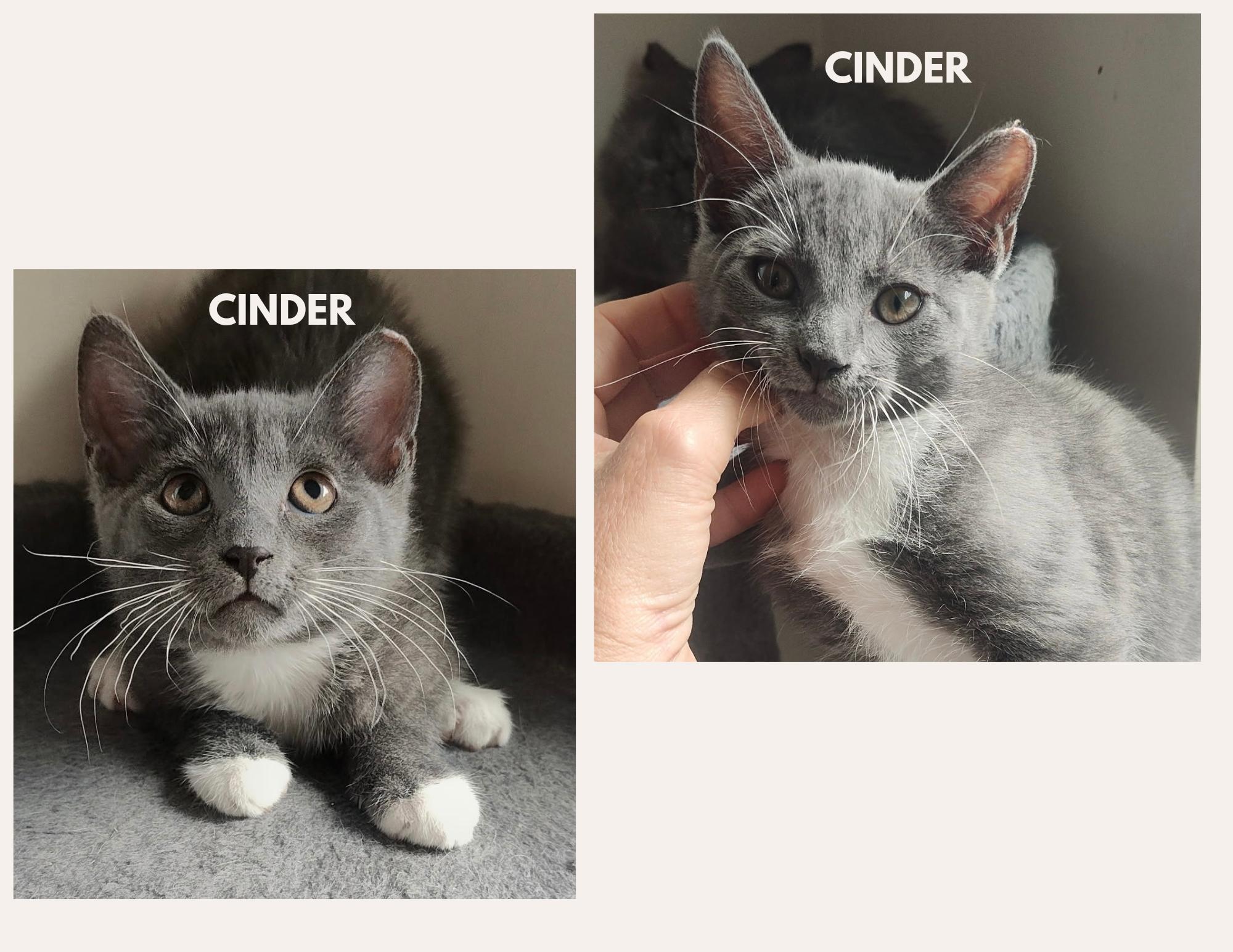 Enlarge SMOKE & CINDER, a Adoptable Domestic Short Hair in Charlotte, NC image 4/5