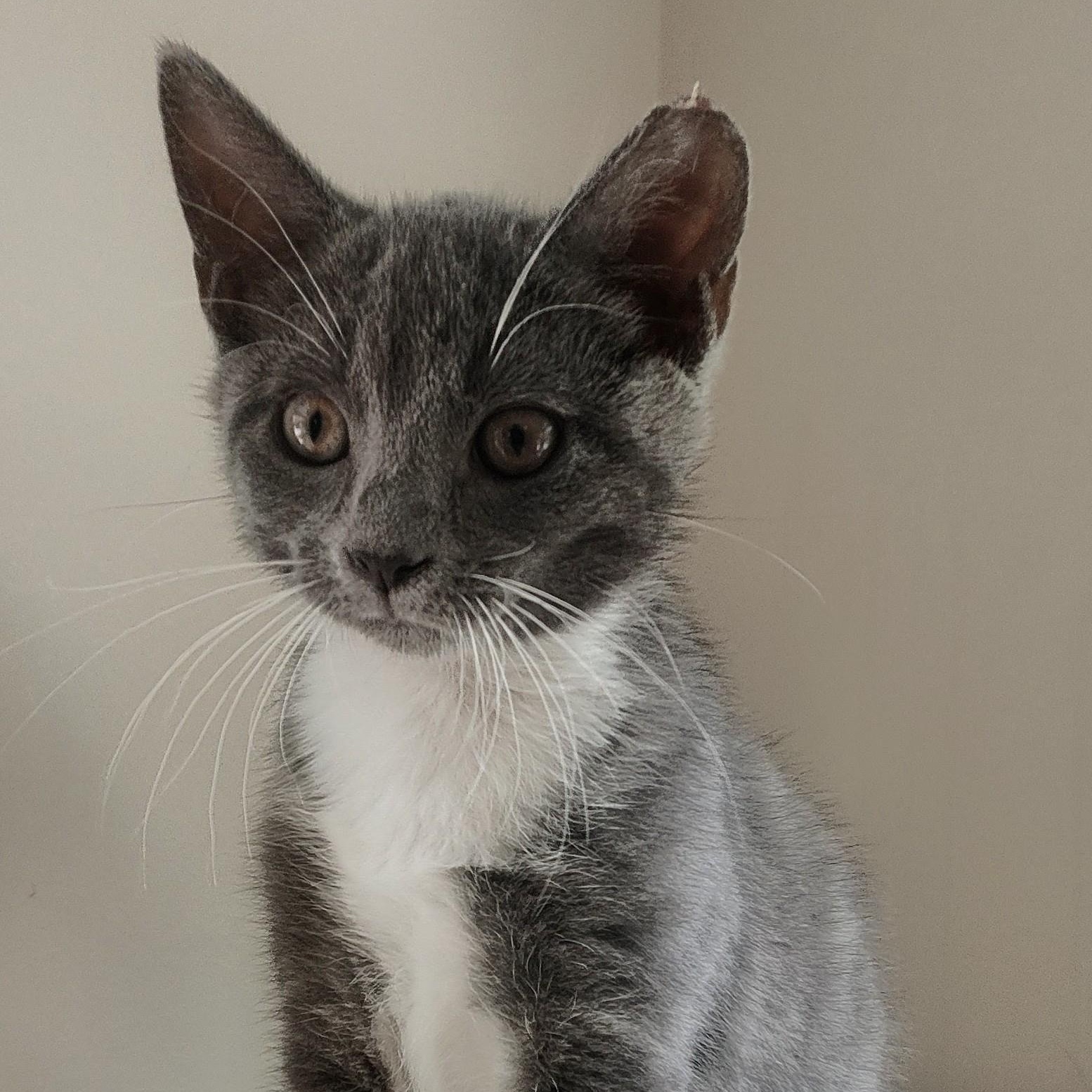 Enlarge SMOKE, a ADOPTABLE Domestic Short Hair in Charlotte, NC image 1/1