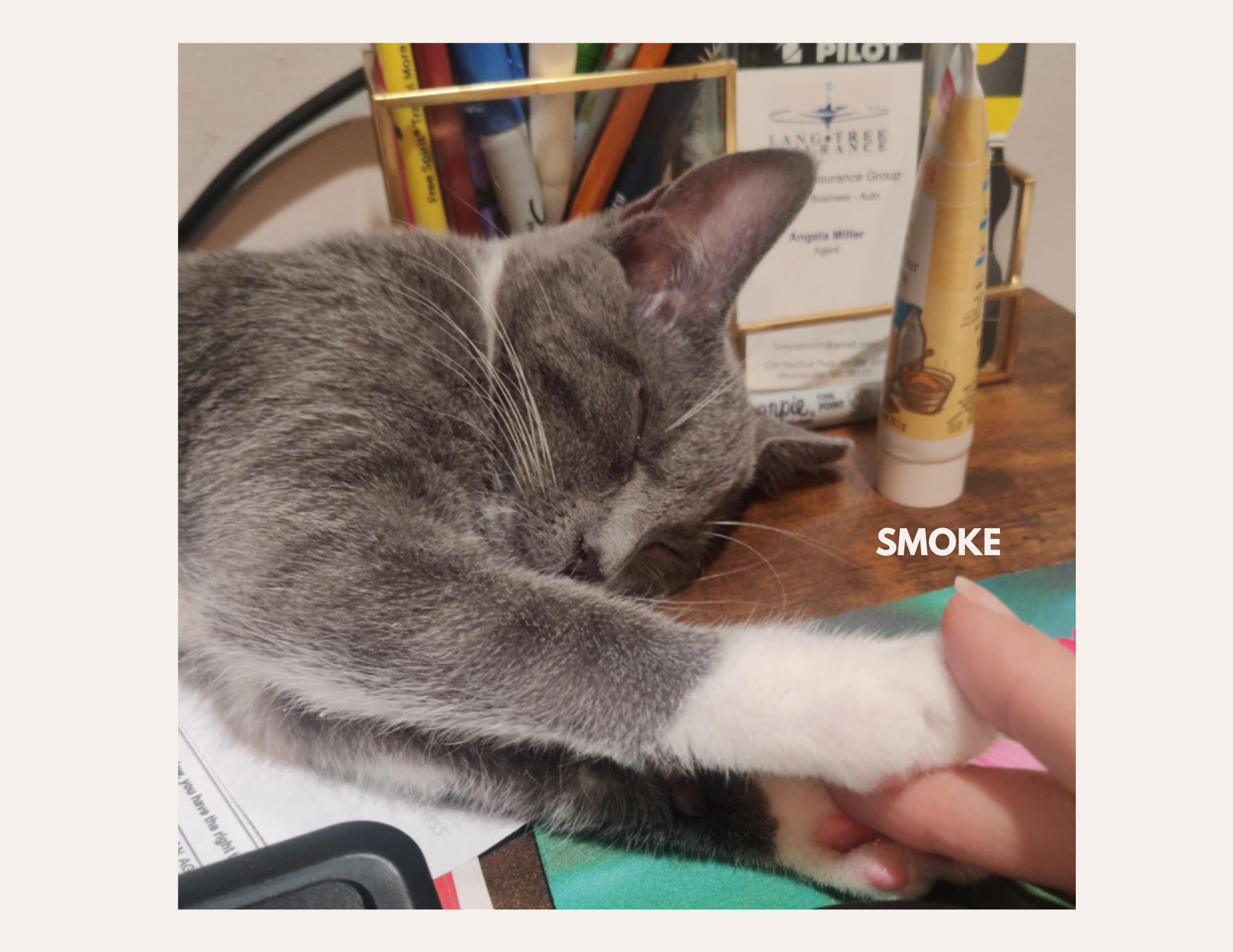 Enlarge SMOKE & CINDER, a Adoptable Domestic Short Hair in Charlotte, NC image 2/5