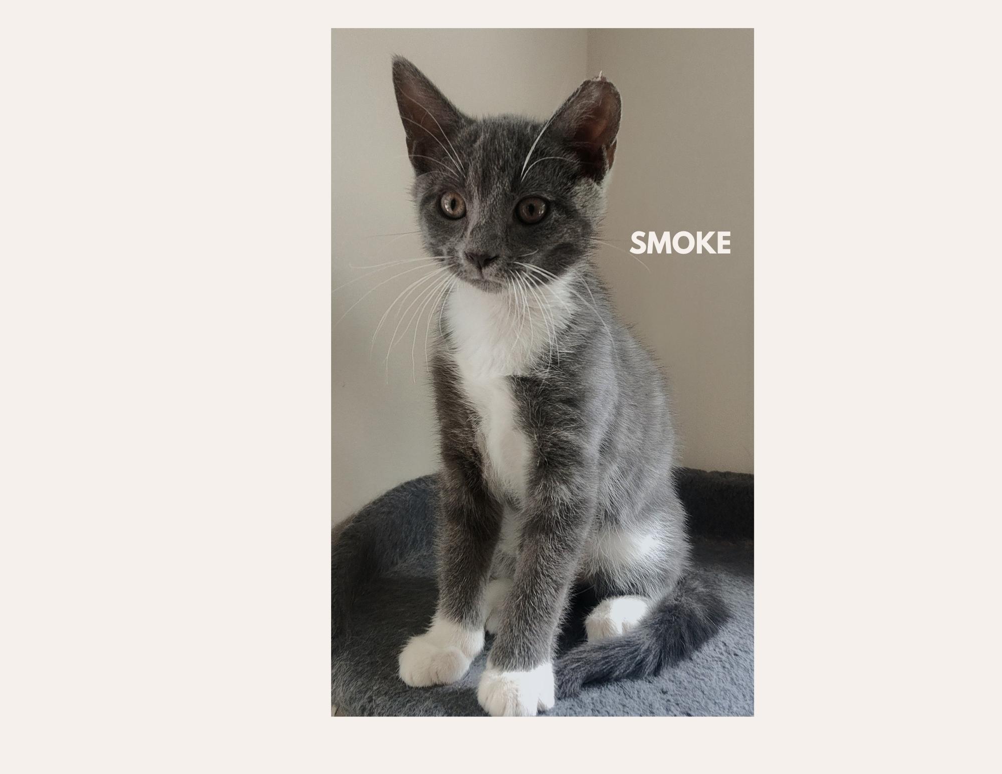 Enlarge SMOKE & CINDER, a Adoptable Domestic Short Hair in Charlotte, NC image 3/5