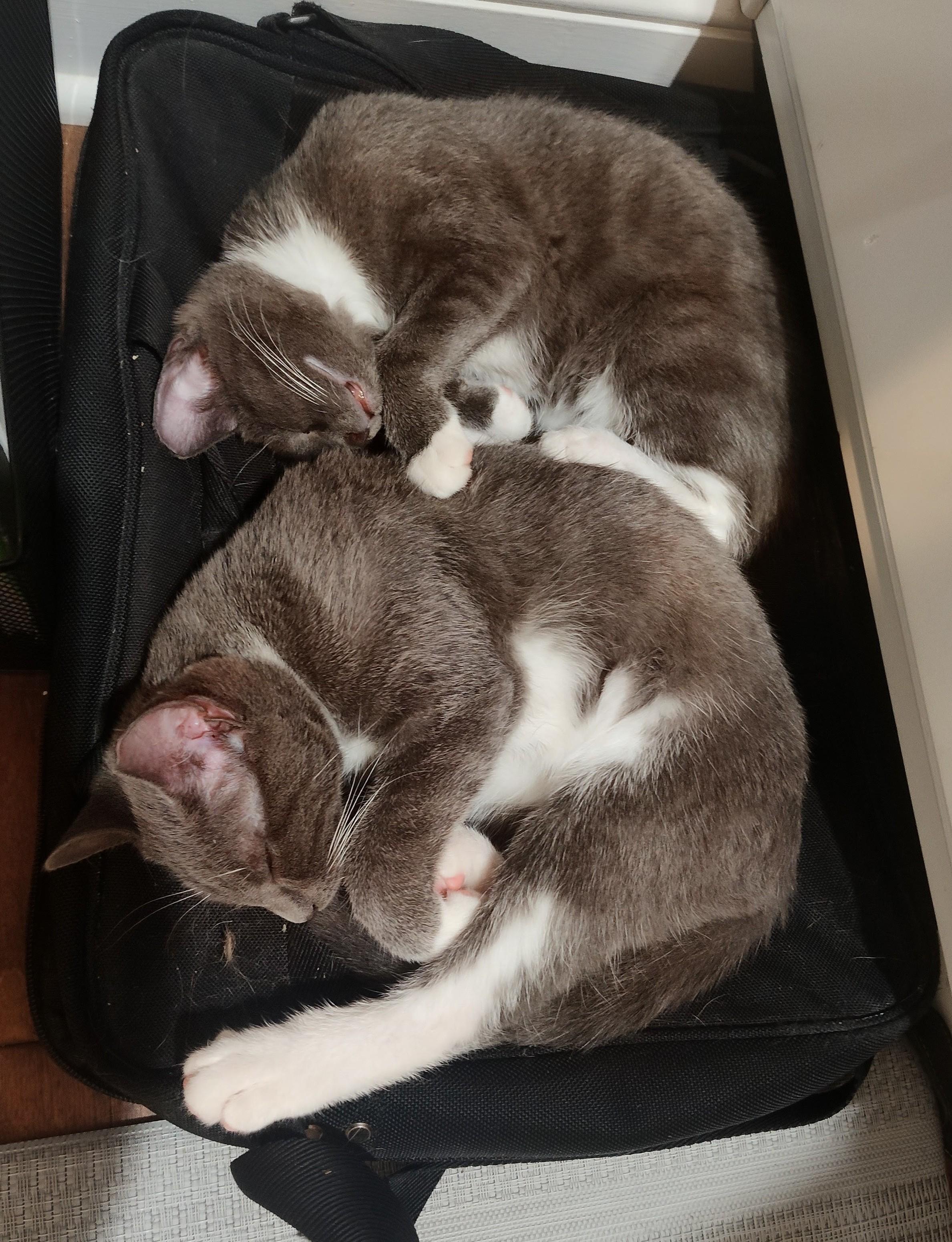 SMOKE & CINDER, Adoptable, Kitten Male Domestic Short Hair.