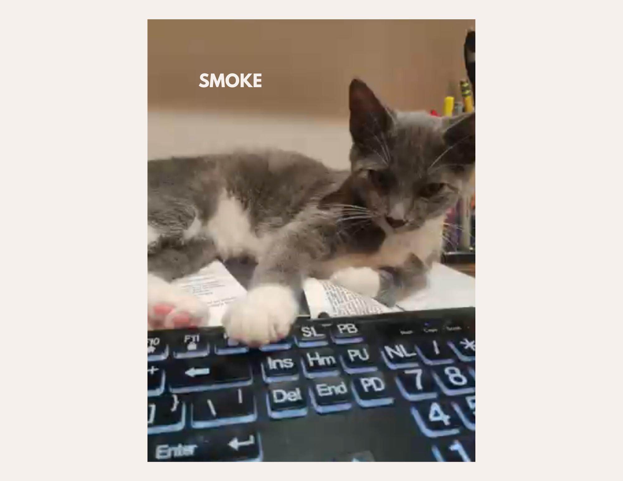 Enlarge SMOKE & CINDER, a Adoptable Domestic Short Hair in Charlotte, NC image 5/5