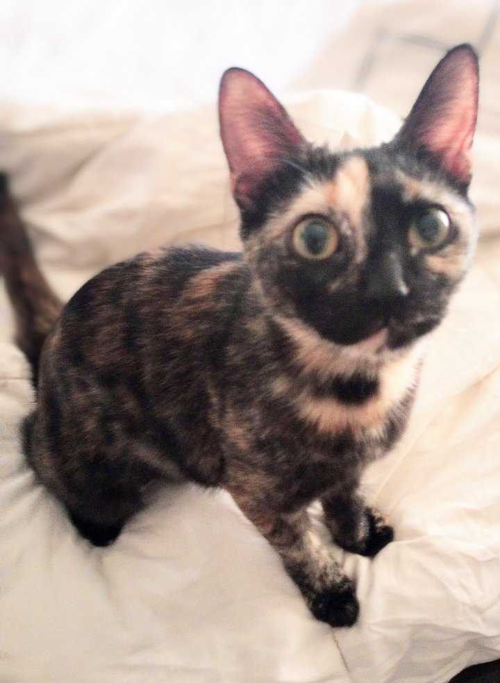 Narayan WA12736-T, Adoptable, Adult Female Domestic Short Hair & Tortoiseshell.