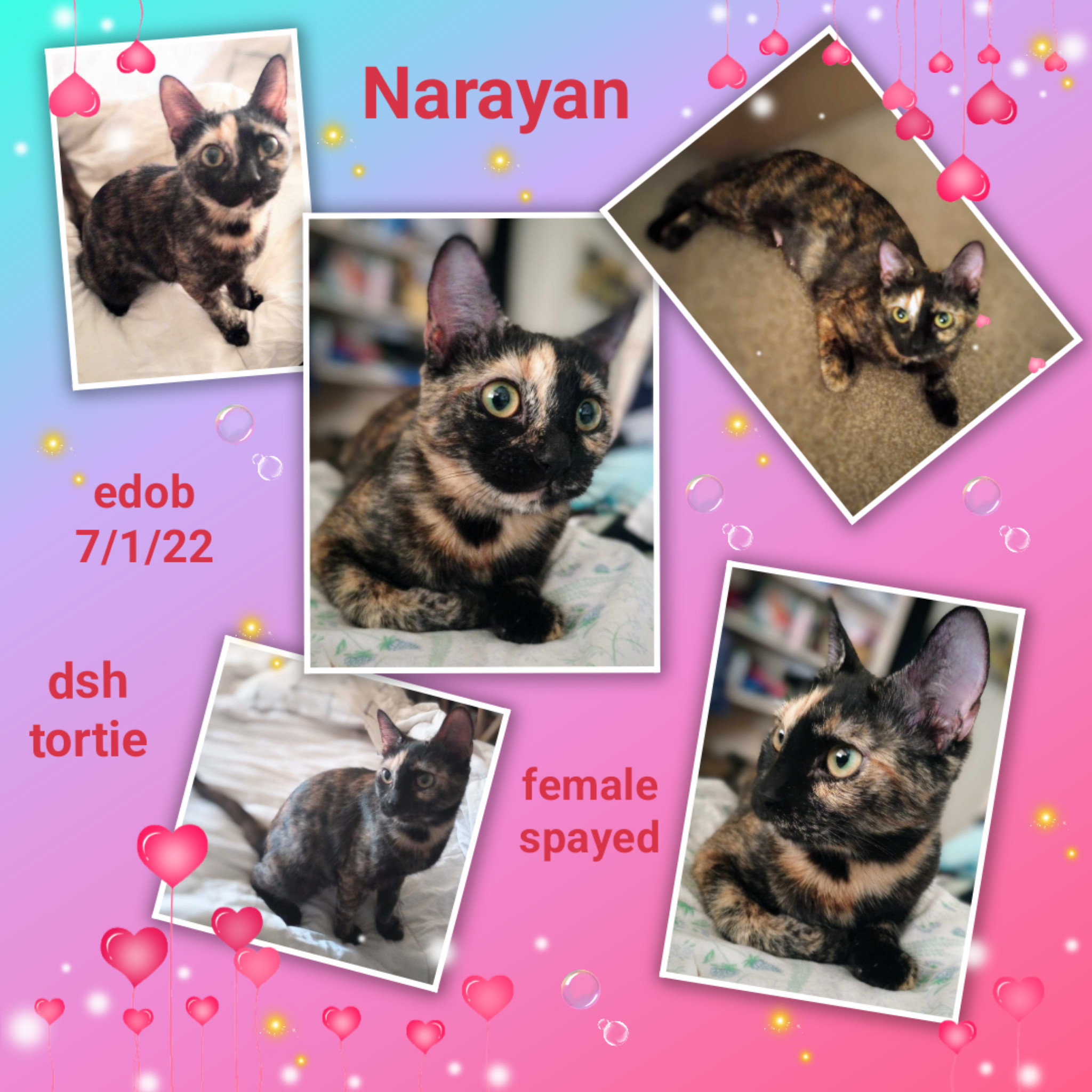 Enlarge Narayan WA12736-T, a Adoptable mixed breed in Bellevue, WA image 4/5