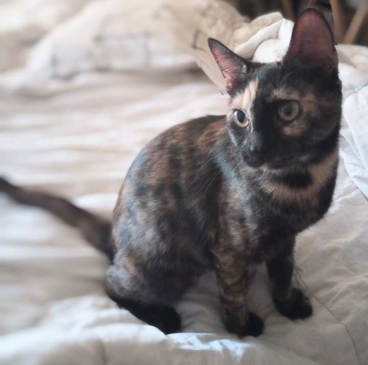 Enlarge Narayan WA12736-T, a Adoptable mixed breed in Bellevue, WA image 5/5