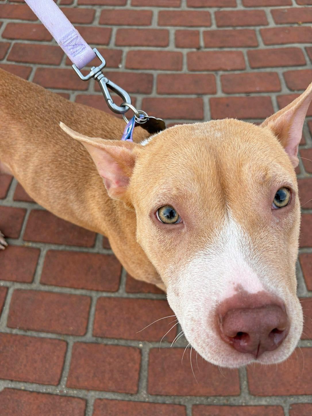 Greta, Adopted, Young Female Pit Bull Terrier.
