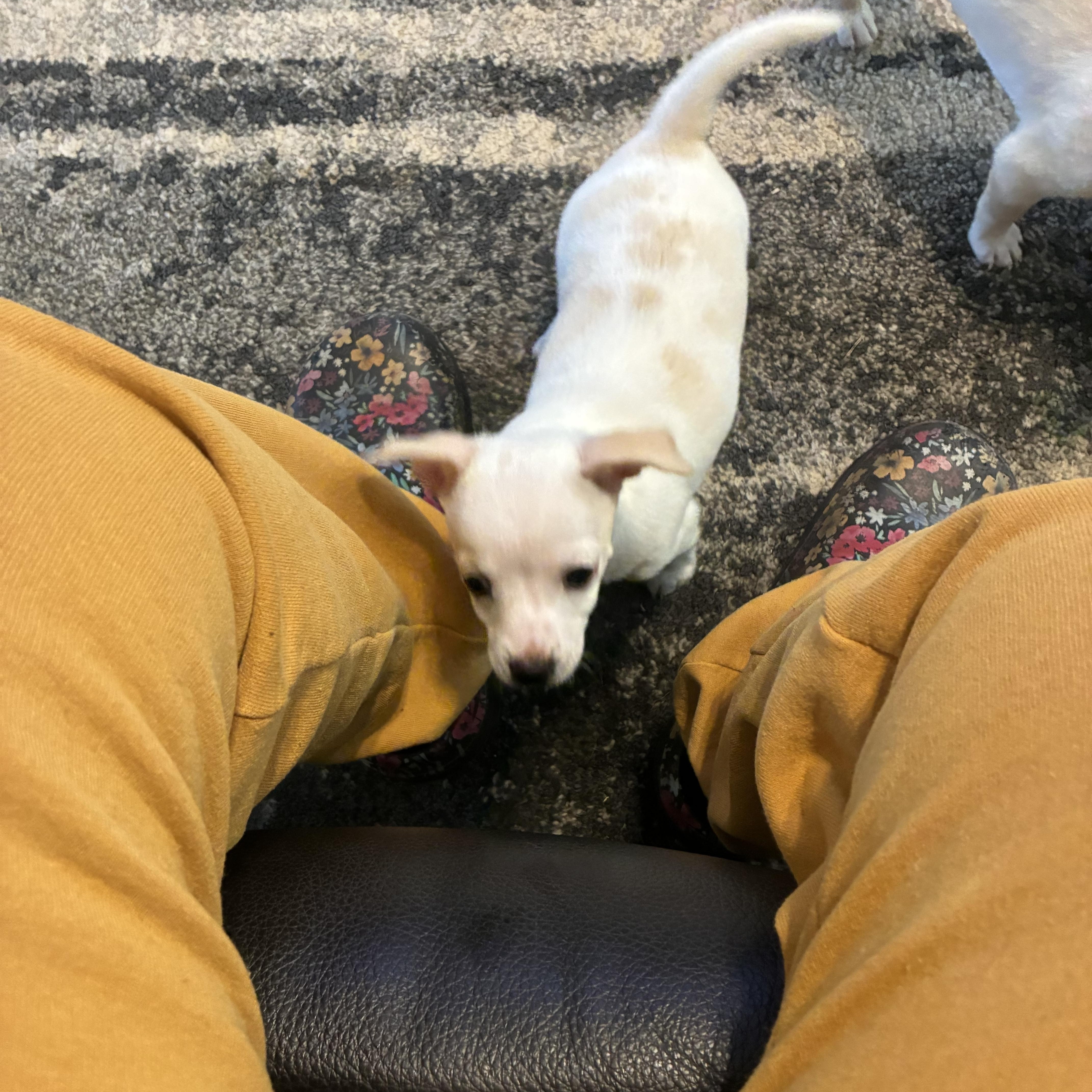 Enlarge Fig, a ADOPTABLE mixed breed in Woodruff, SC image 2/5