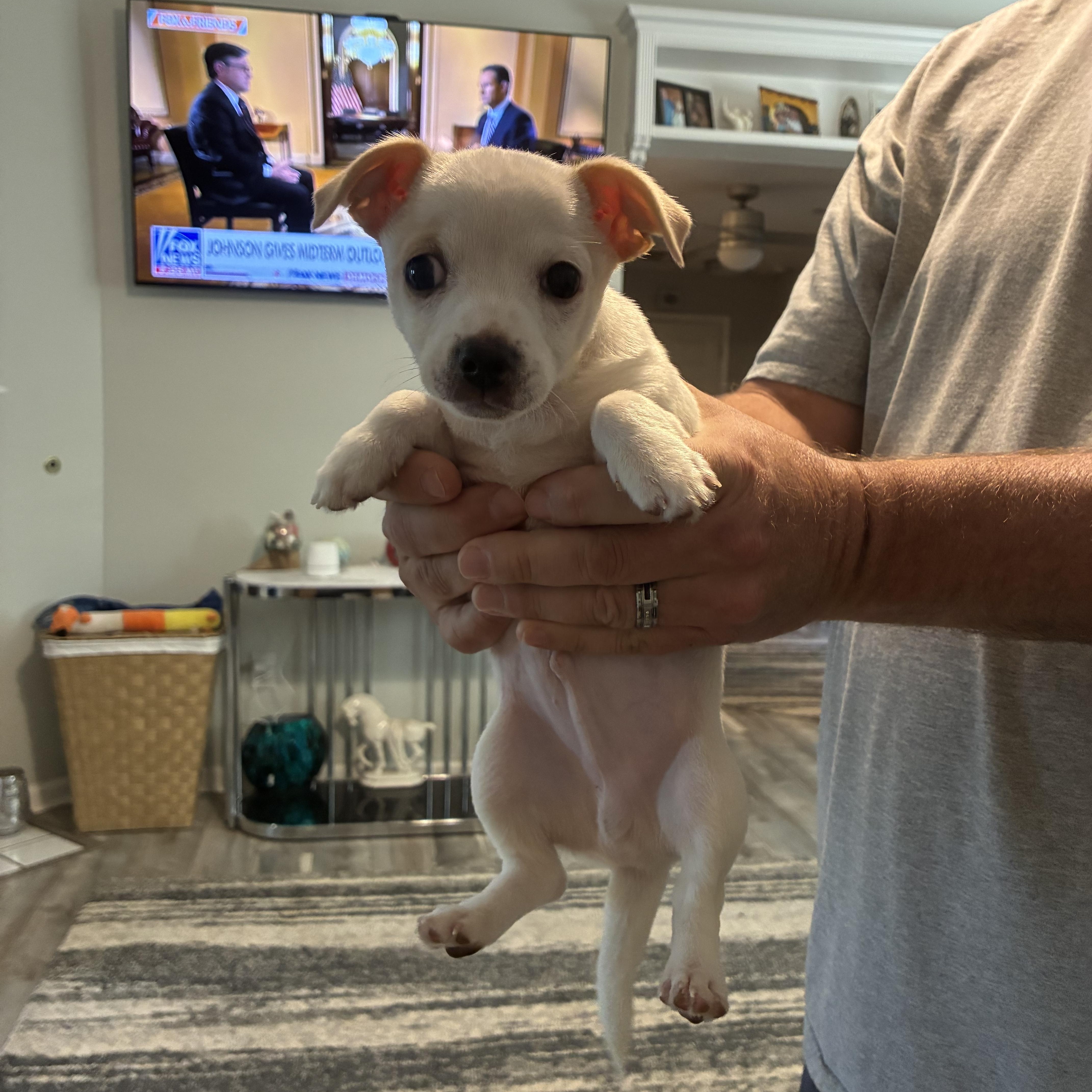 Fig, ADOPTABLE, Young Male Chihuahua.