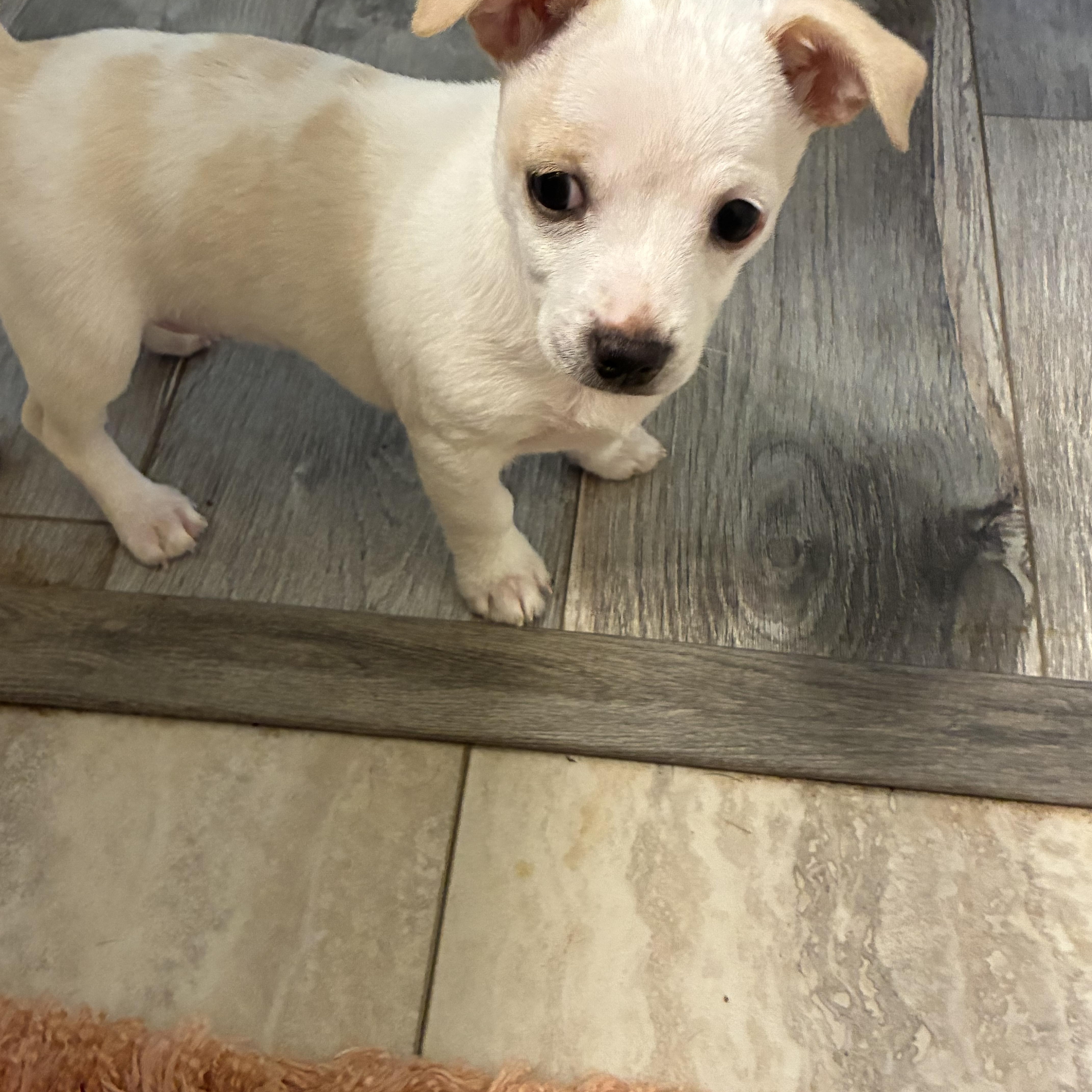Enlarge Fig, a ADOPTABLE mixed breed in Woodruff, SC image 4/5