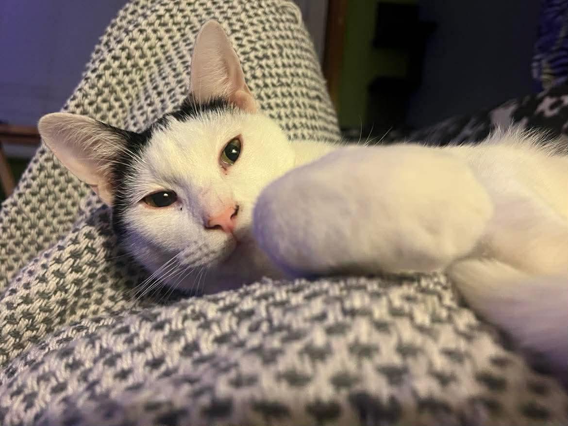 Newton, Adoptable, Young Male Domestic Short Hair.