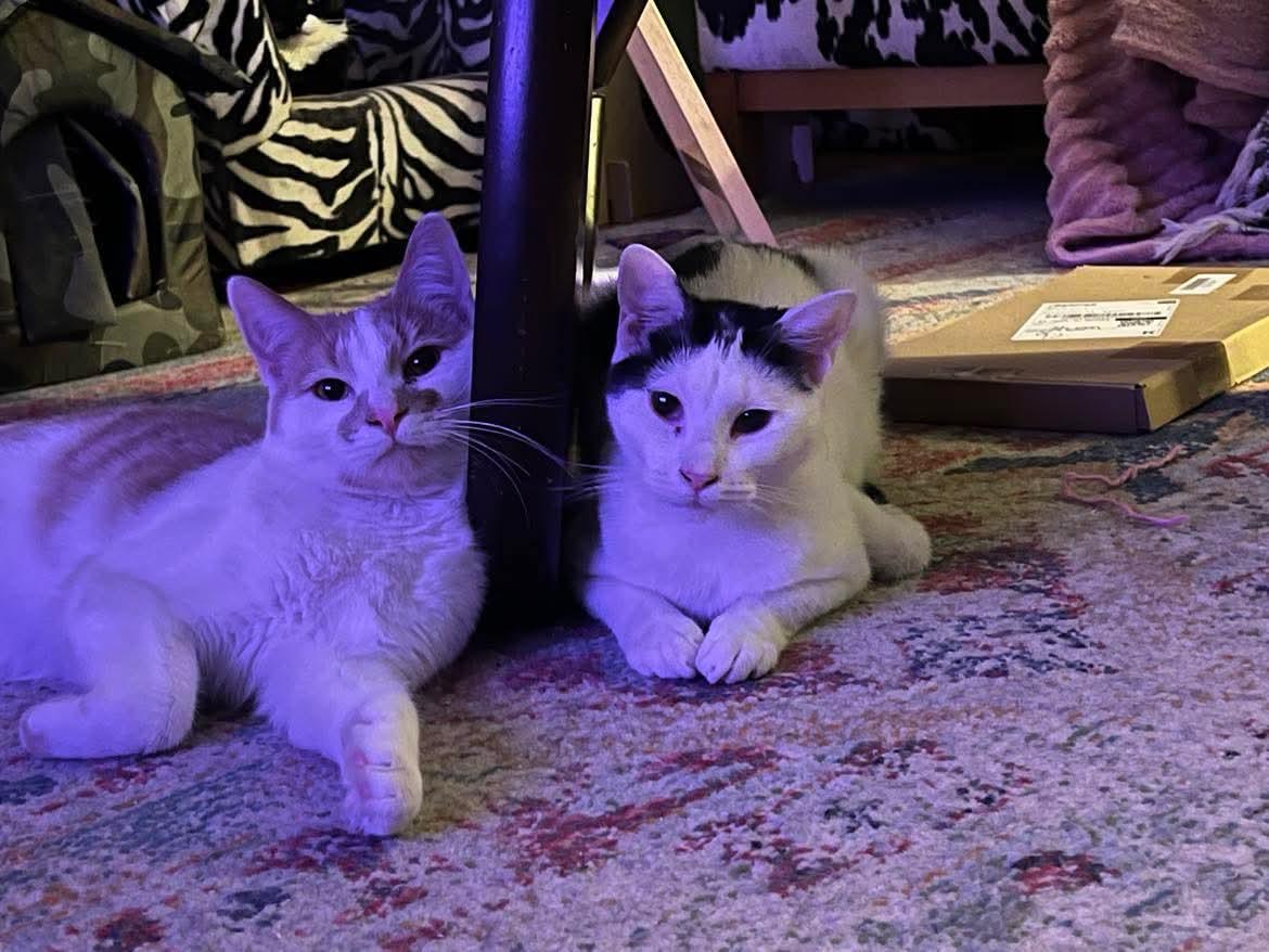 Enlarge Newton, a Adoptable Domestic Short Hair in Milwaukee, WI image 3/5