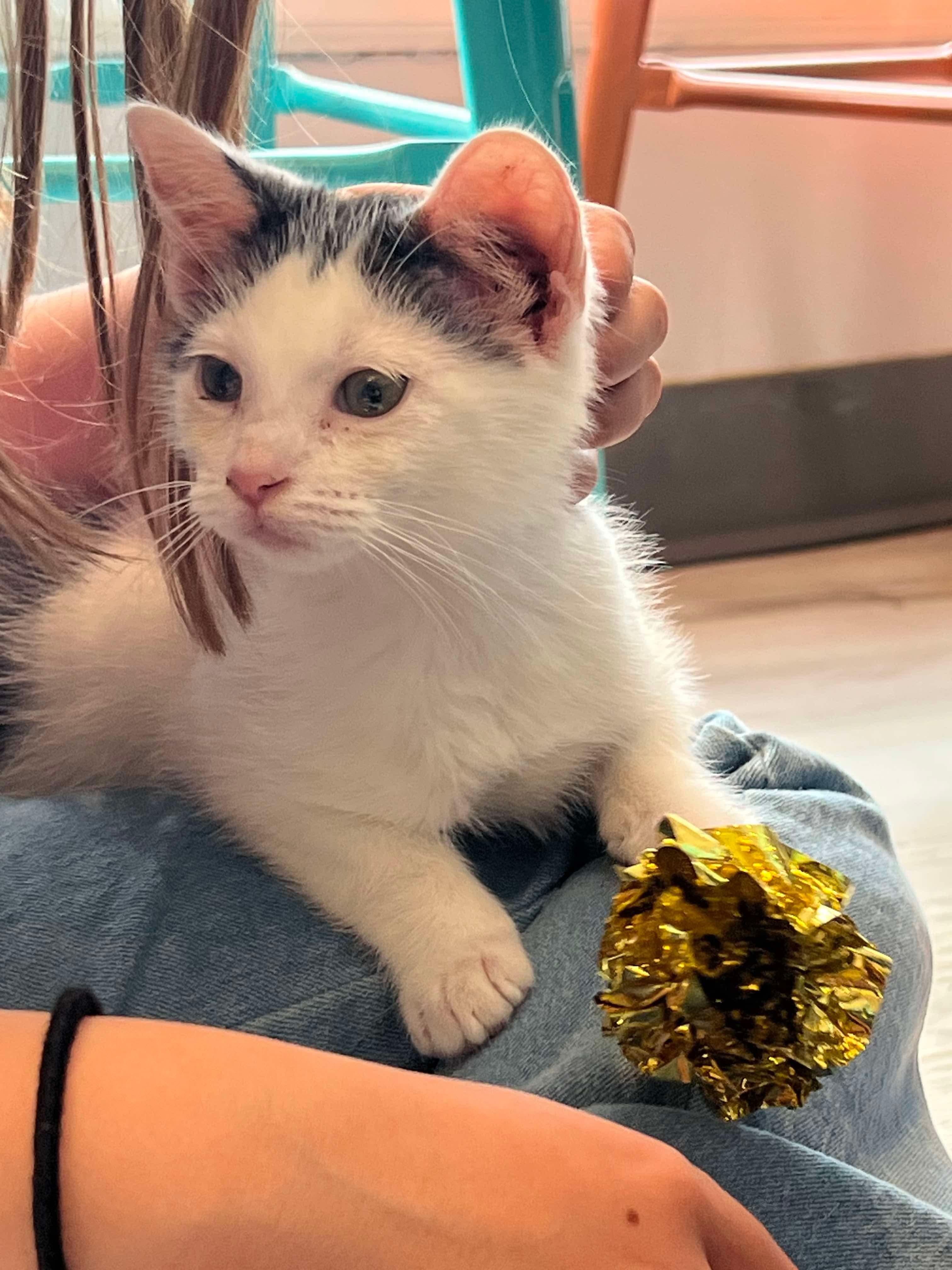 Newton, Baby Male Domestic Short Hair