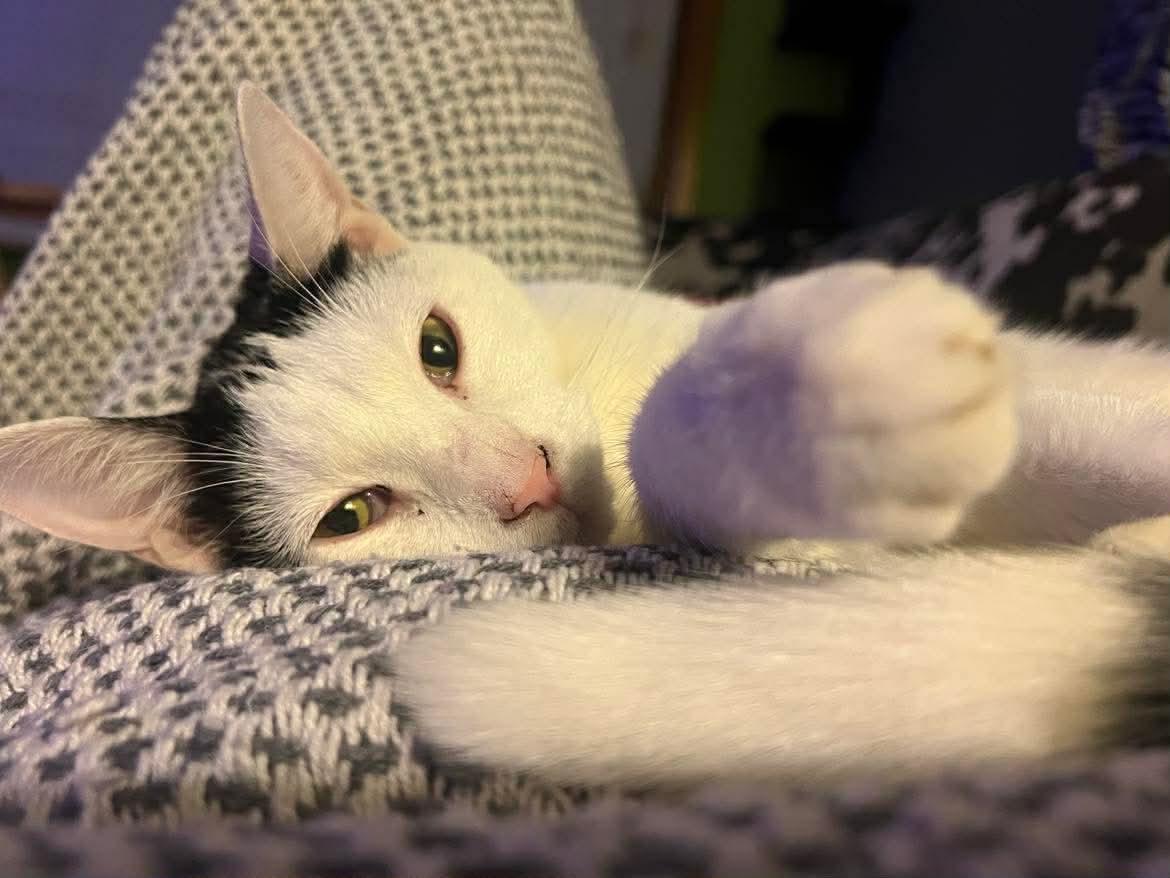 Enlarge Newton, a Adoptable Domestic Short Hair in Milwaukee, WI image 5/5