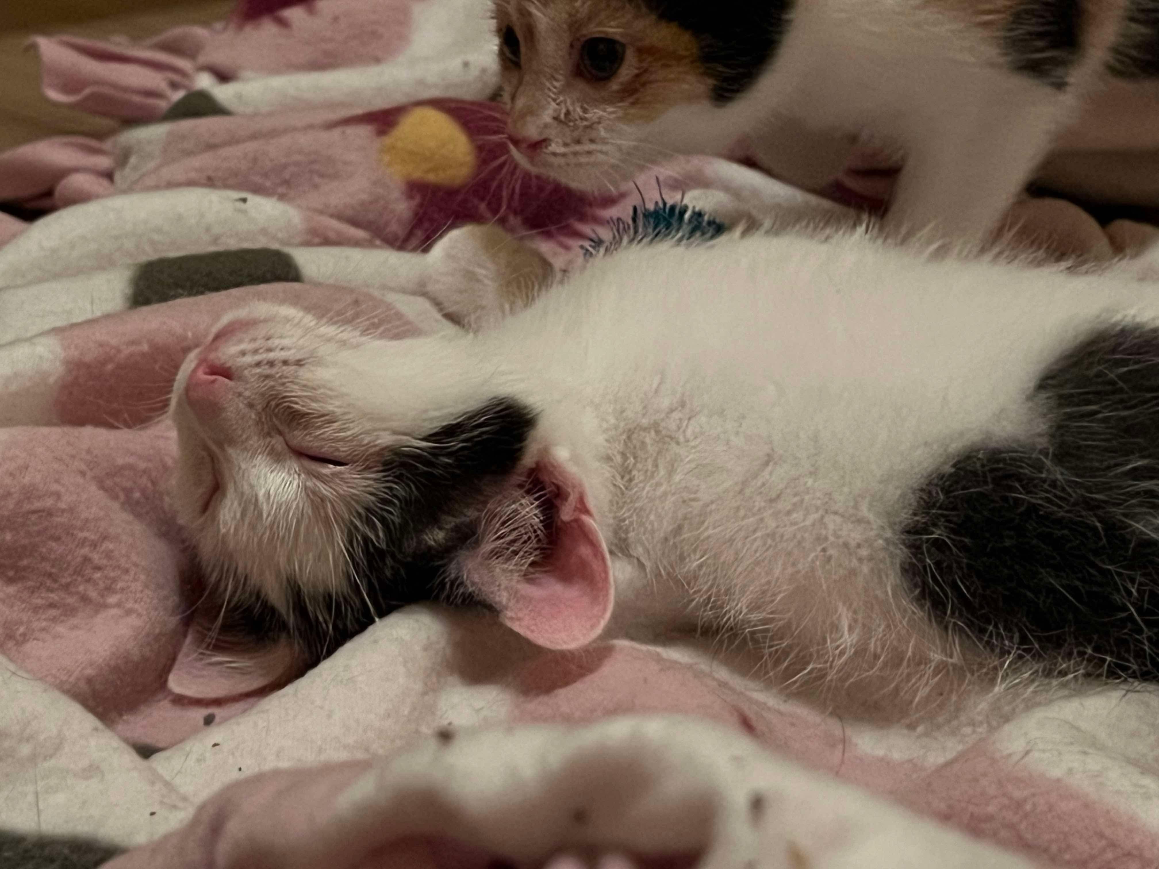 Newton, a Adoptable Domestic Short Hair in Milwaukee, WI image 3/3