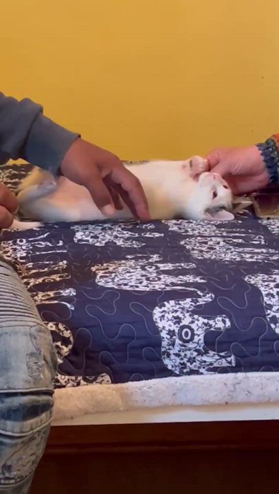 Enlarge Newton, a Adoptable Domestic Short Hair in Milwaukee, WI video 2/3