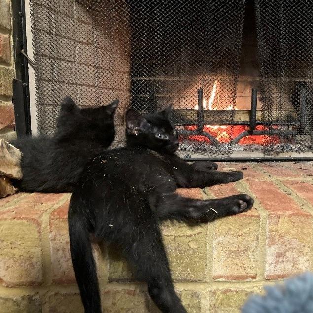 Princess Leia (bonded with Vader)