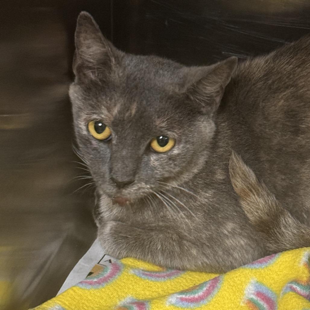 Moab, Adoptable, Young Female Domestic Short Hair.