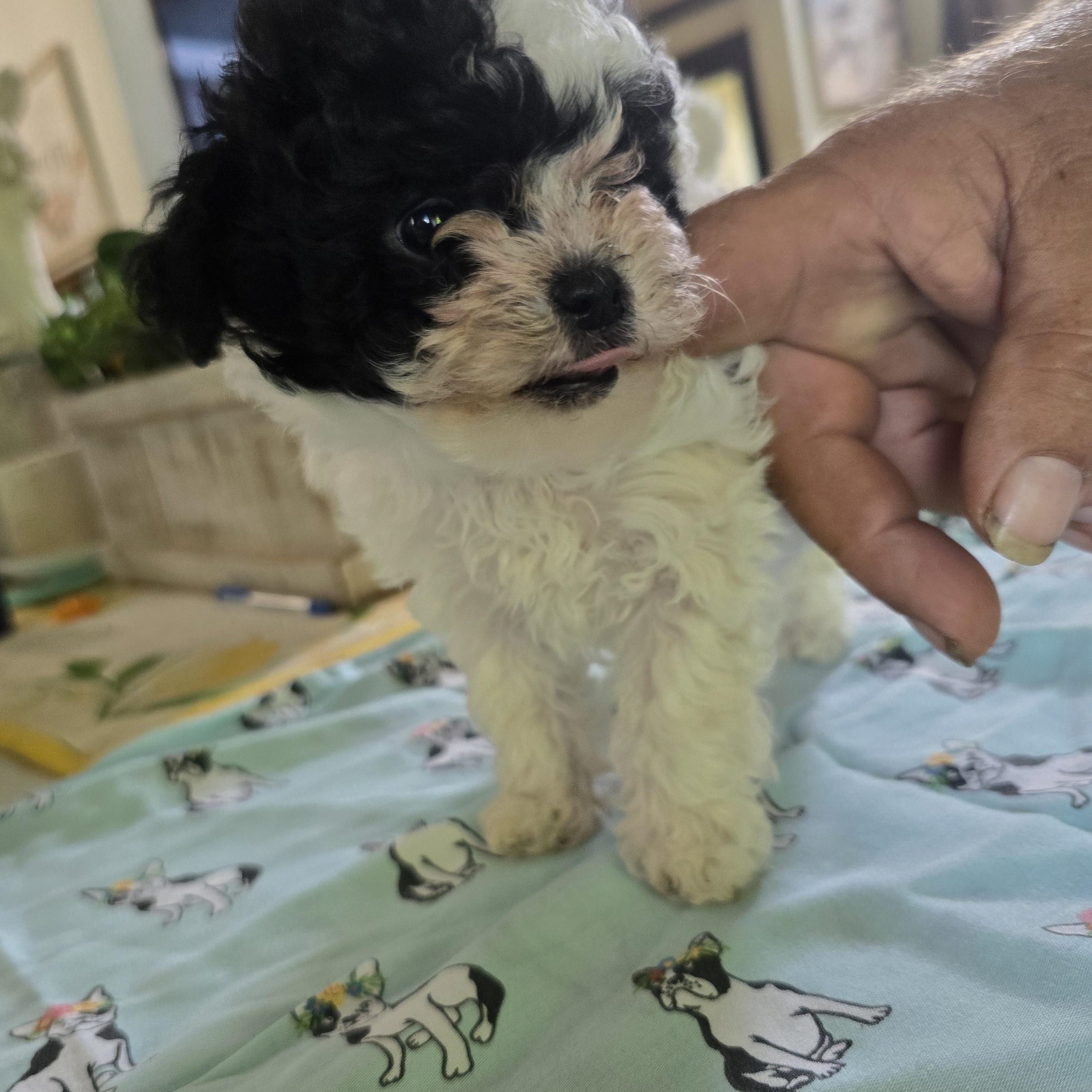 Panda, an adopted Yorkie Poo in Zaleski, OH image 2/2