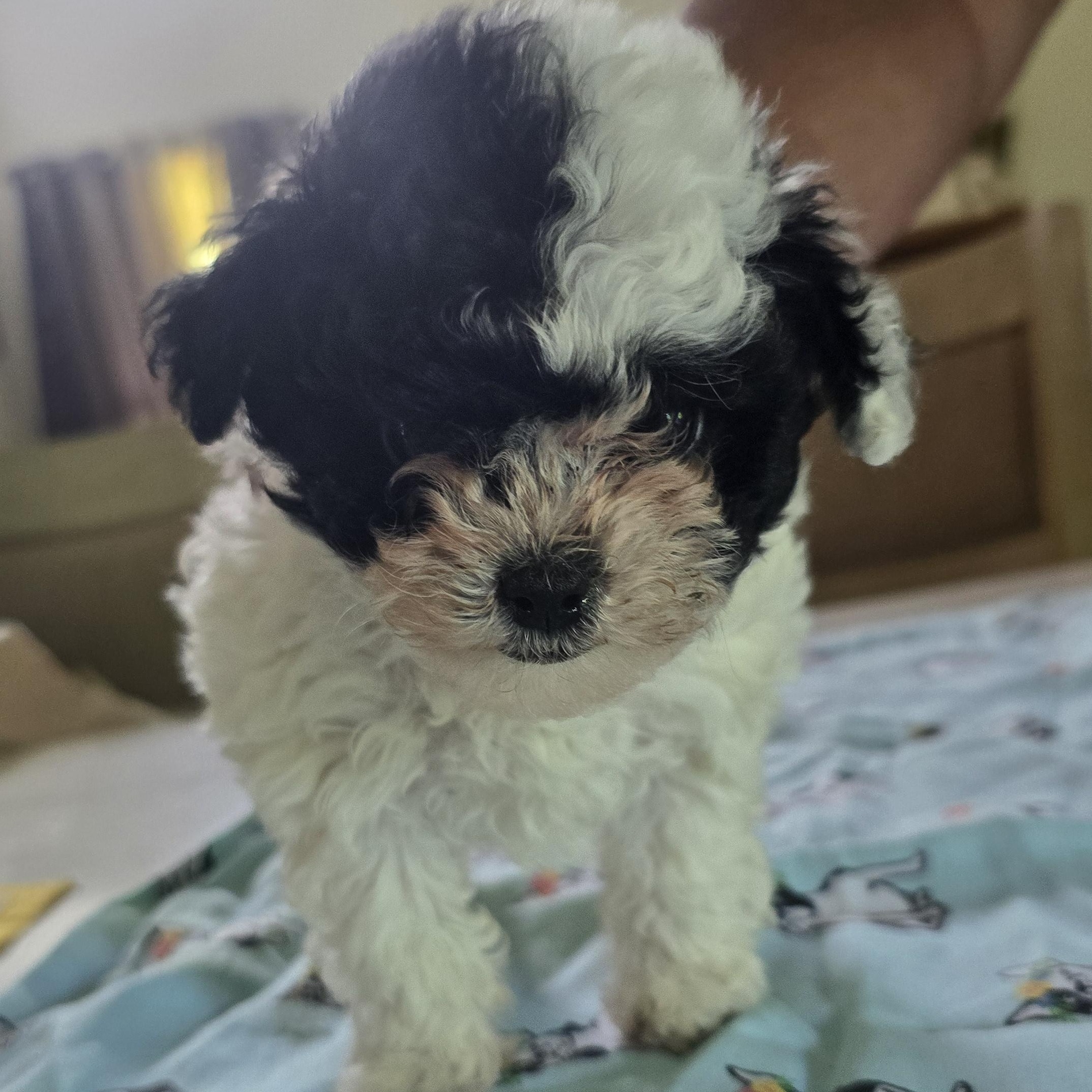 Panda, adopted, Puppy Female Yorkie Poo.