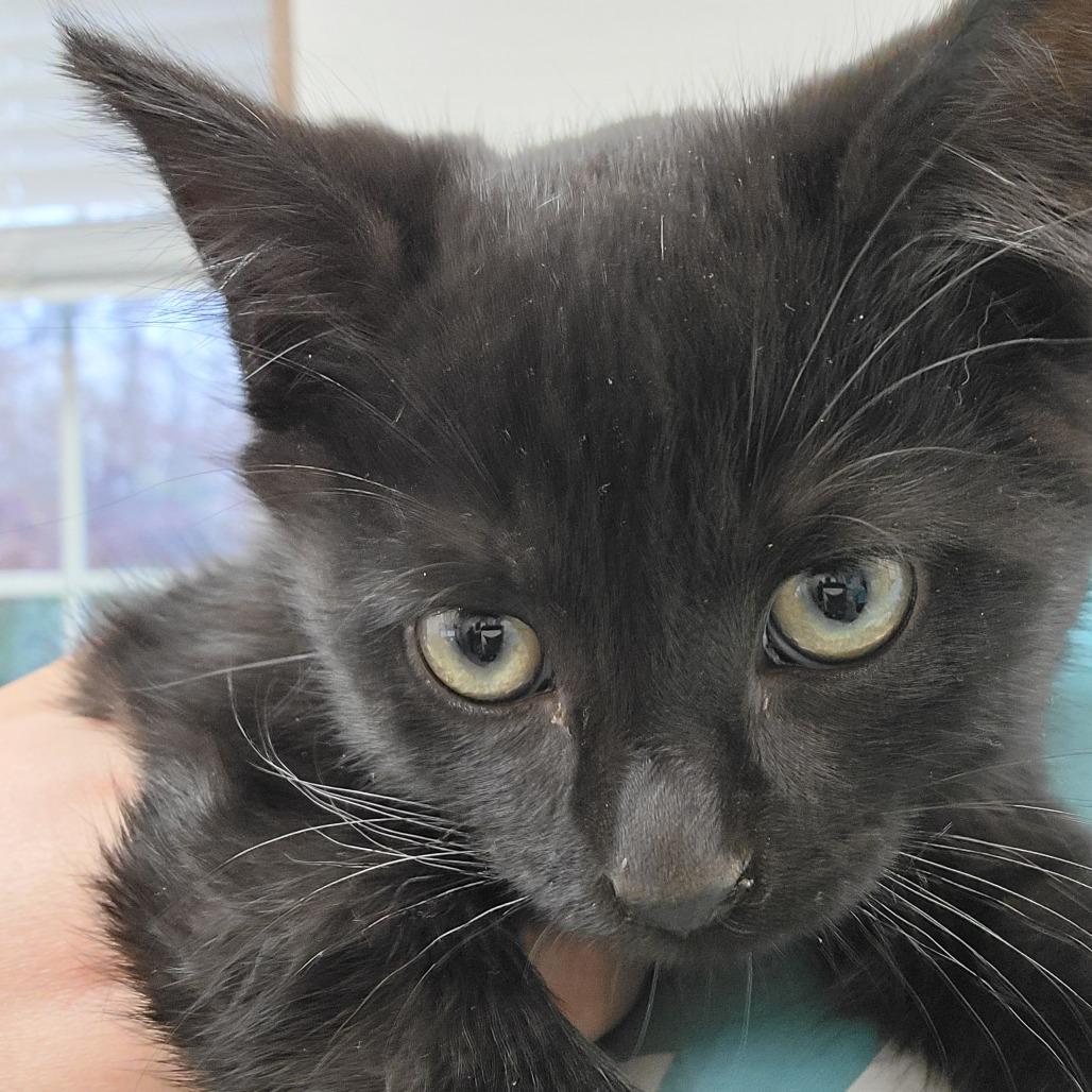 Enlarge Prancer/Sammy, a Adoptable Domestic Short Hair in Troy, VA image 1/1